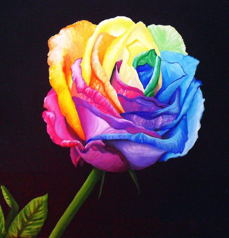 Colorful Rose Wallpapers Wallpaper Cave
