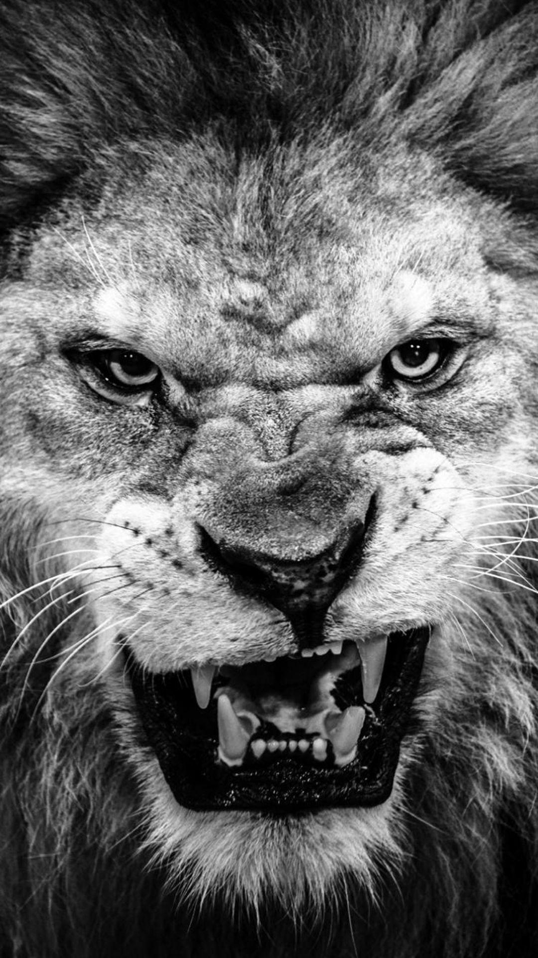 Angry Lion Face Wallpapers Wallpaper Cave