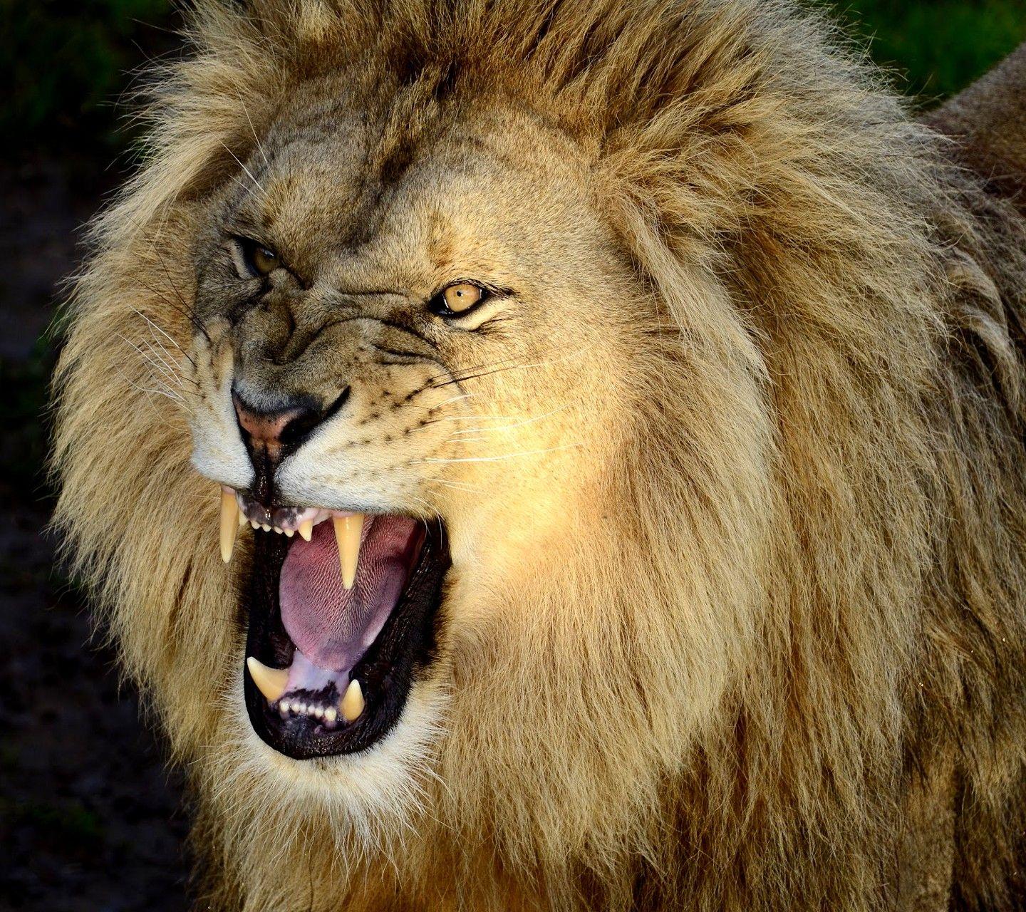 Angry Lion Face Wallpapers Wallpaper Cave