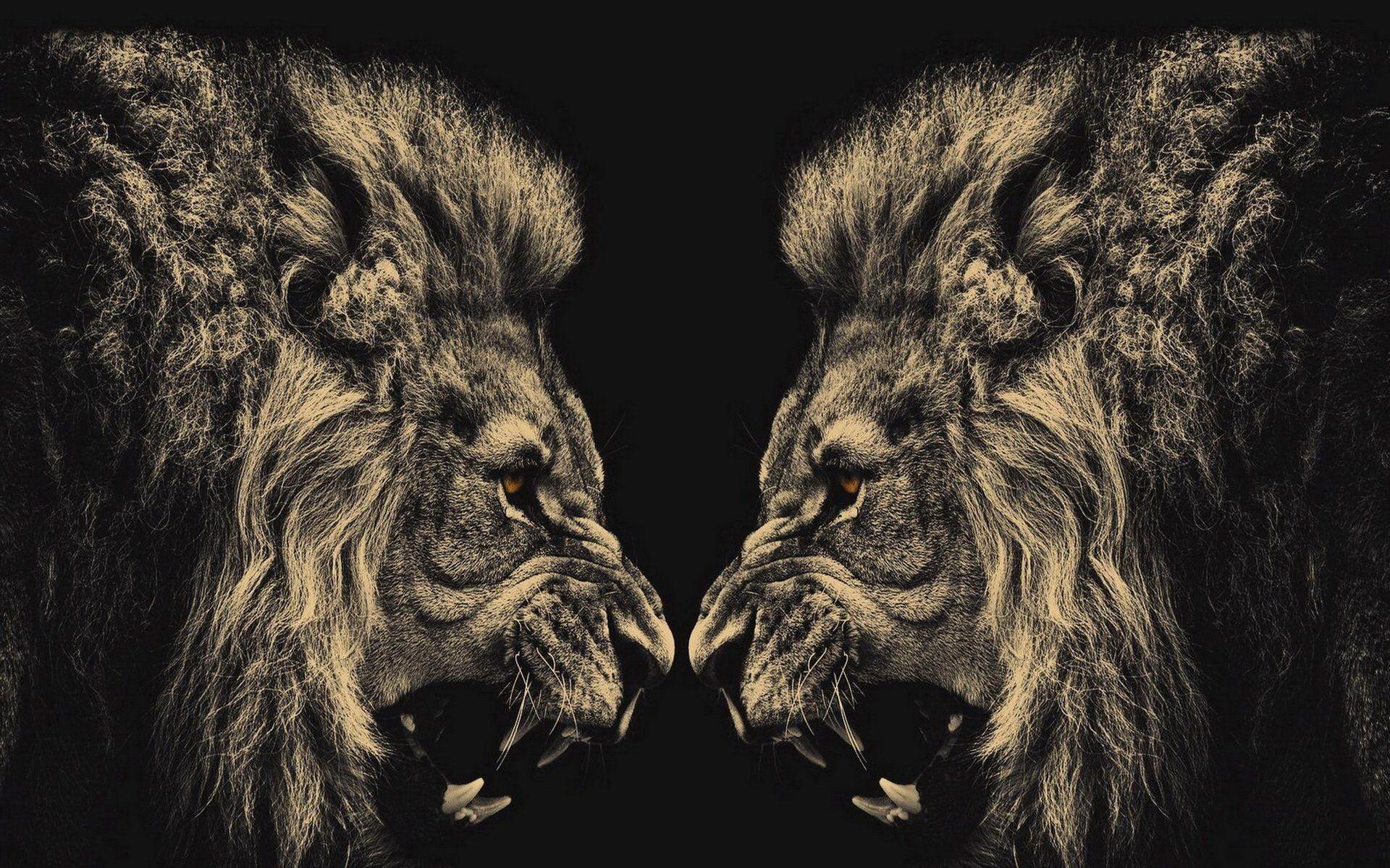 HD Lion Wallpapers 1080p Wallpaper Cave
