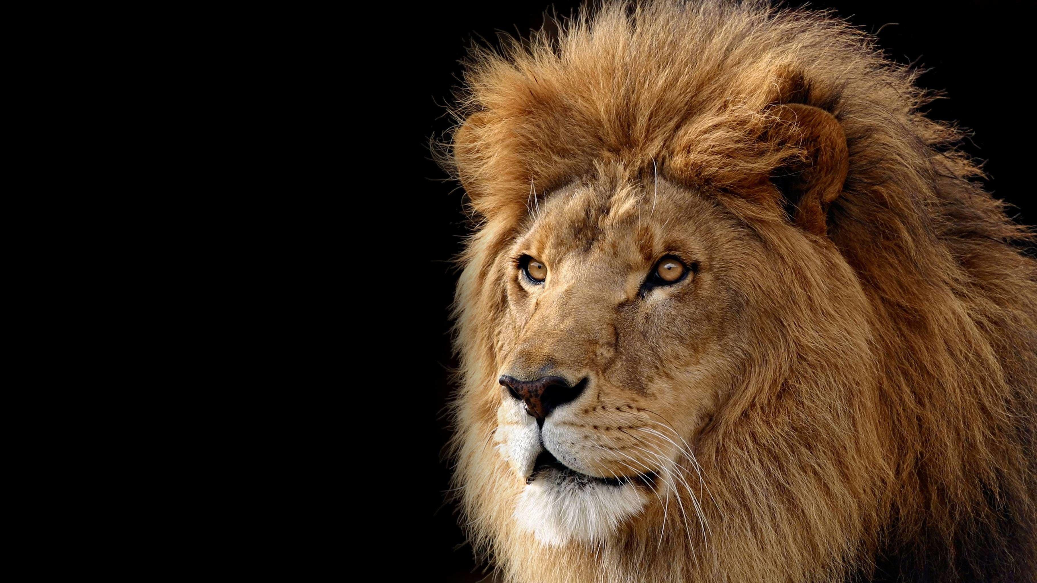Angry Lion Face Wallpapers Wallpaper Cave
