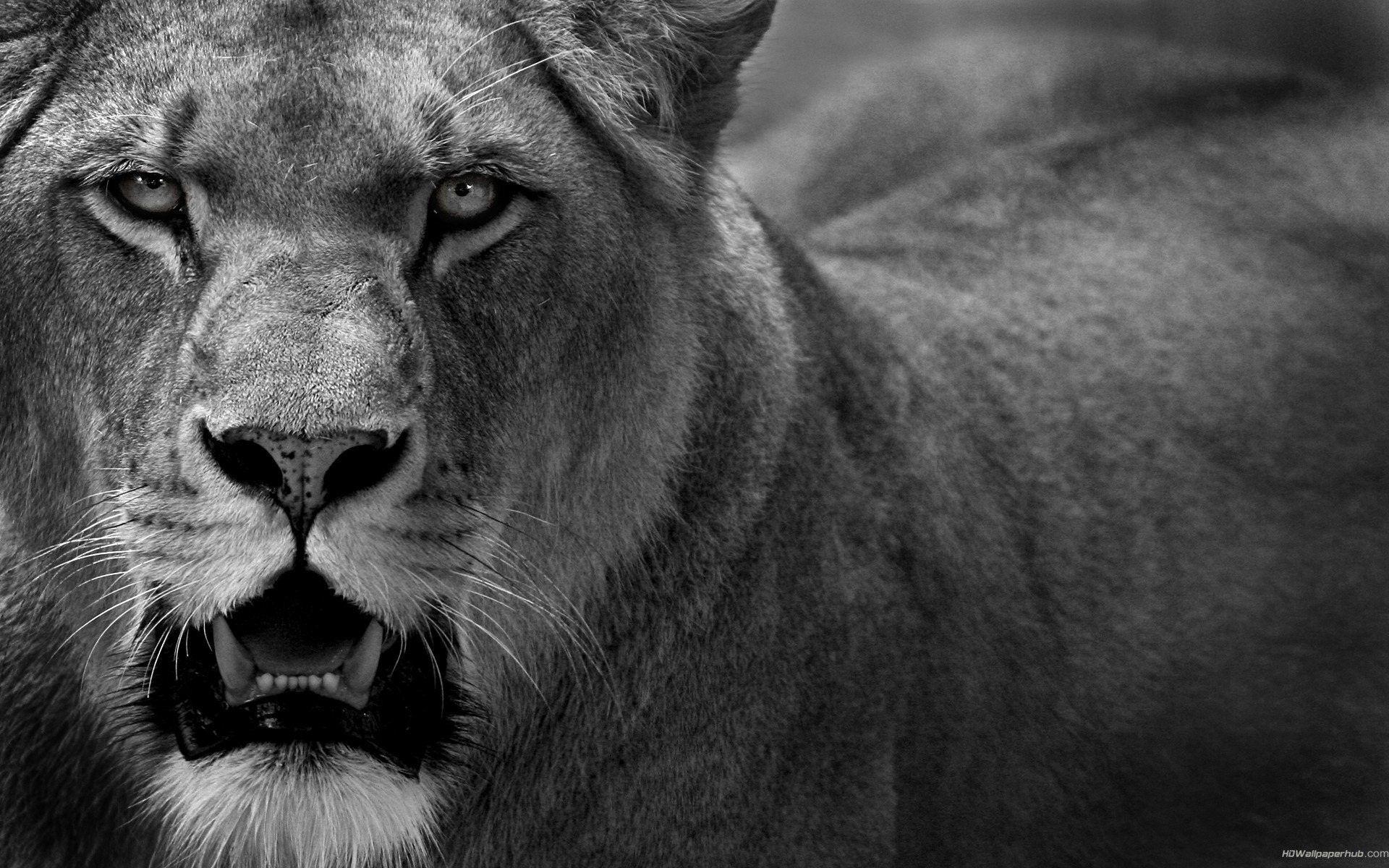 Angry Lion Face Wallpapers Wallpaper Cave