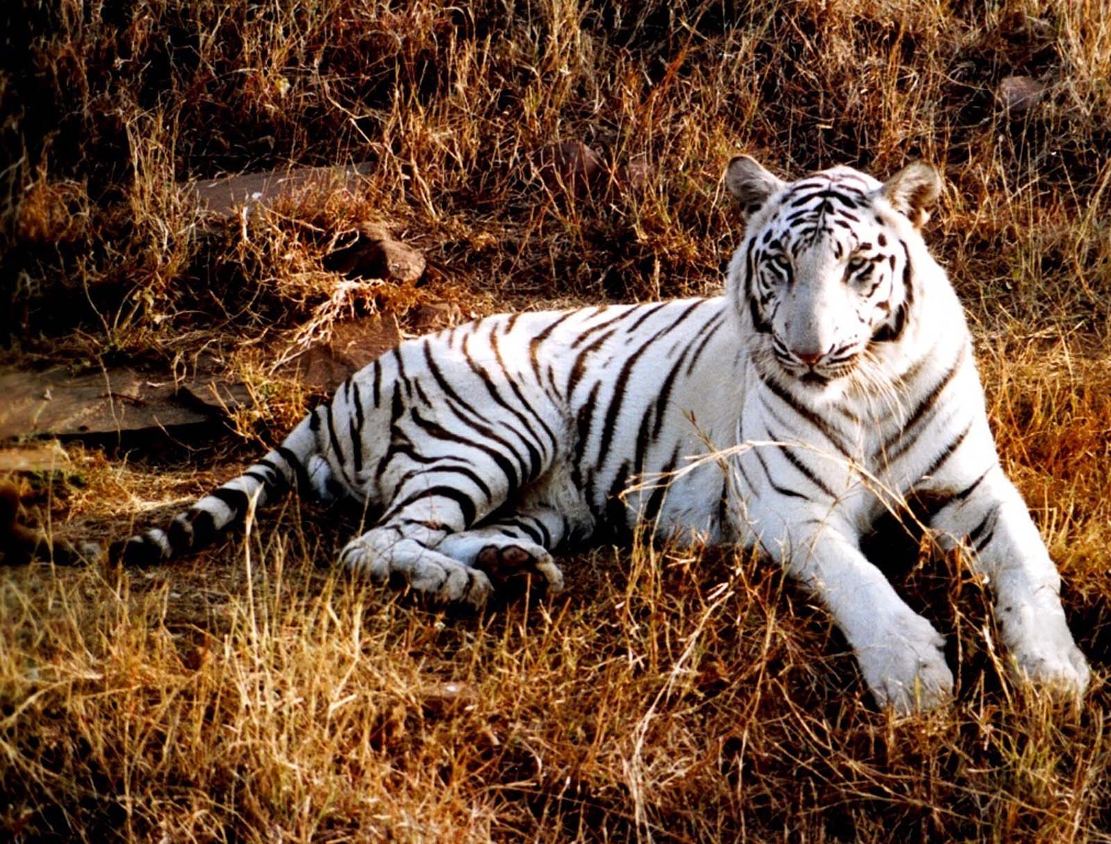 Fantastis 14+ Gambar Wallpaper Macan Gani Gambar