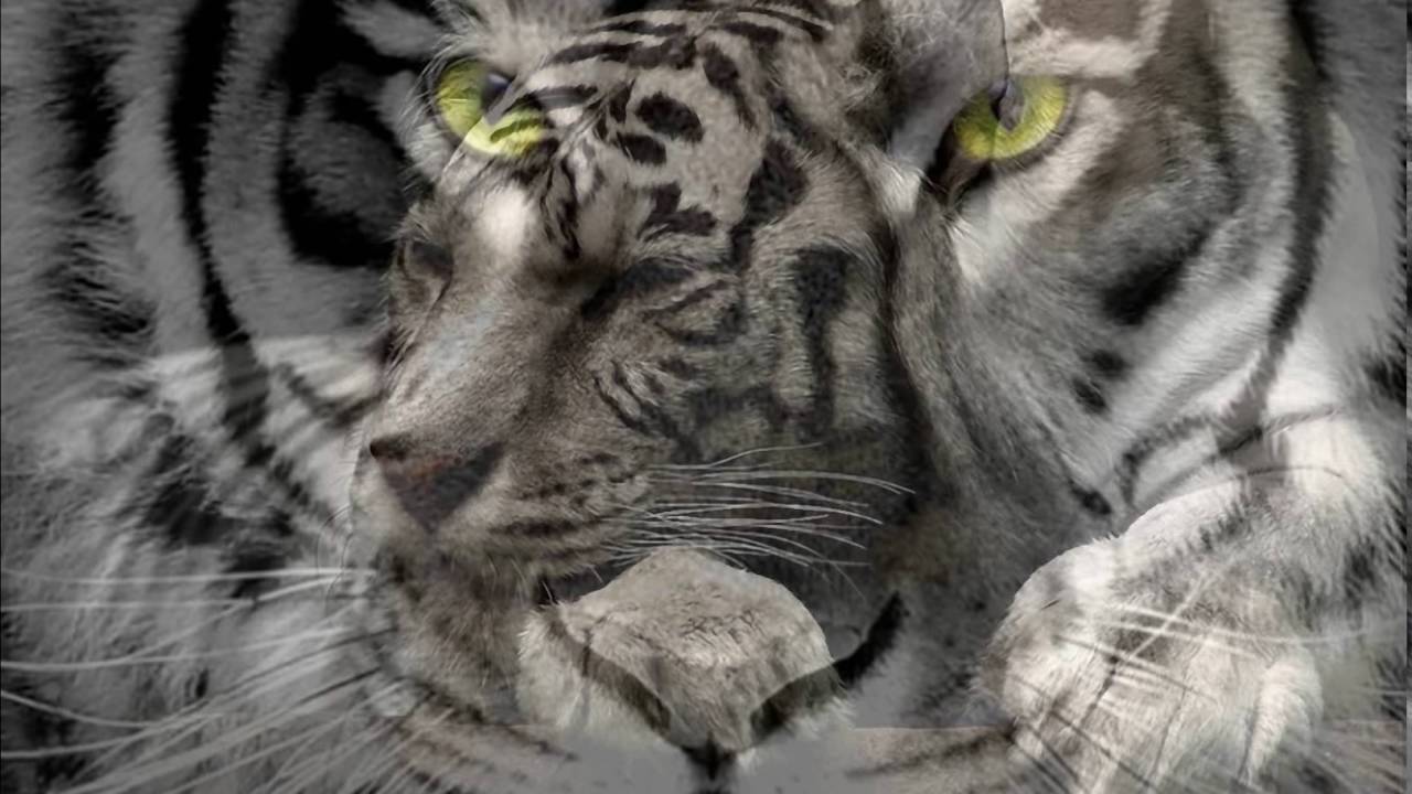 Gambar Harimau Putih 3d Kumpulan Gambar Menarik