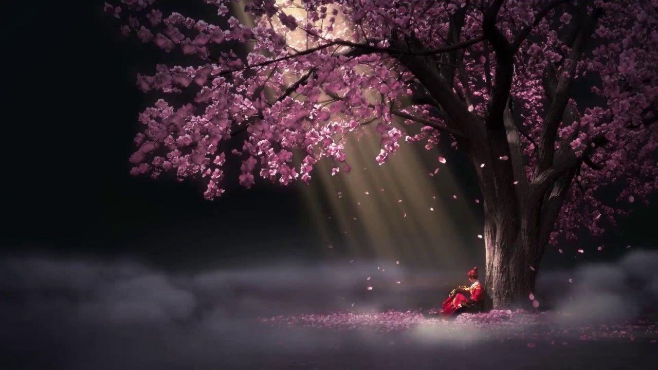 Sakura Night Wallpapers Wallpaper Cave