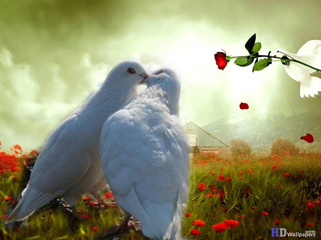 LOVE BIRDS HD WALLPAPERS Wallpaper Cave
