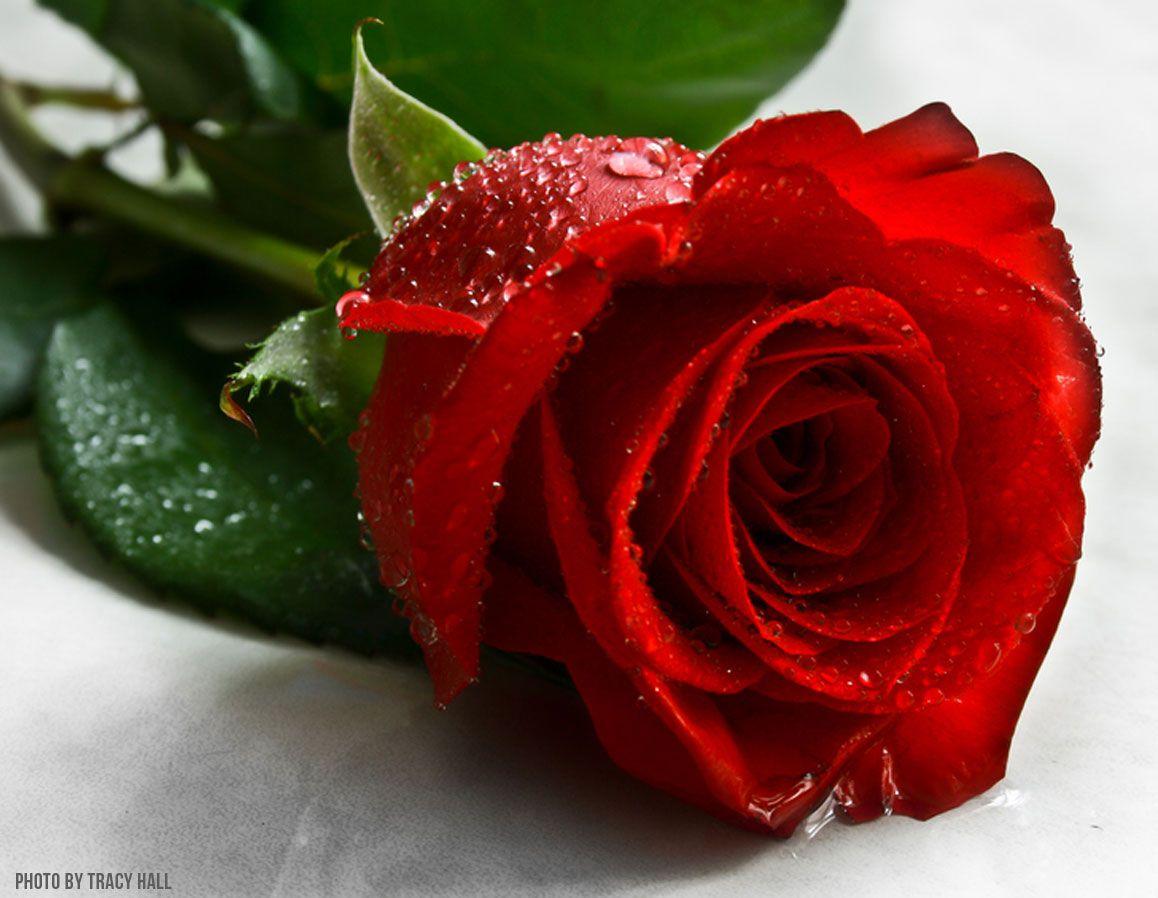 Red Rose HD Wallpapers Wallpaper Cave