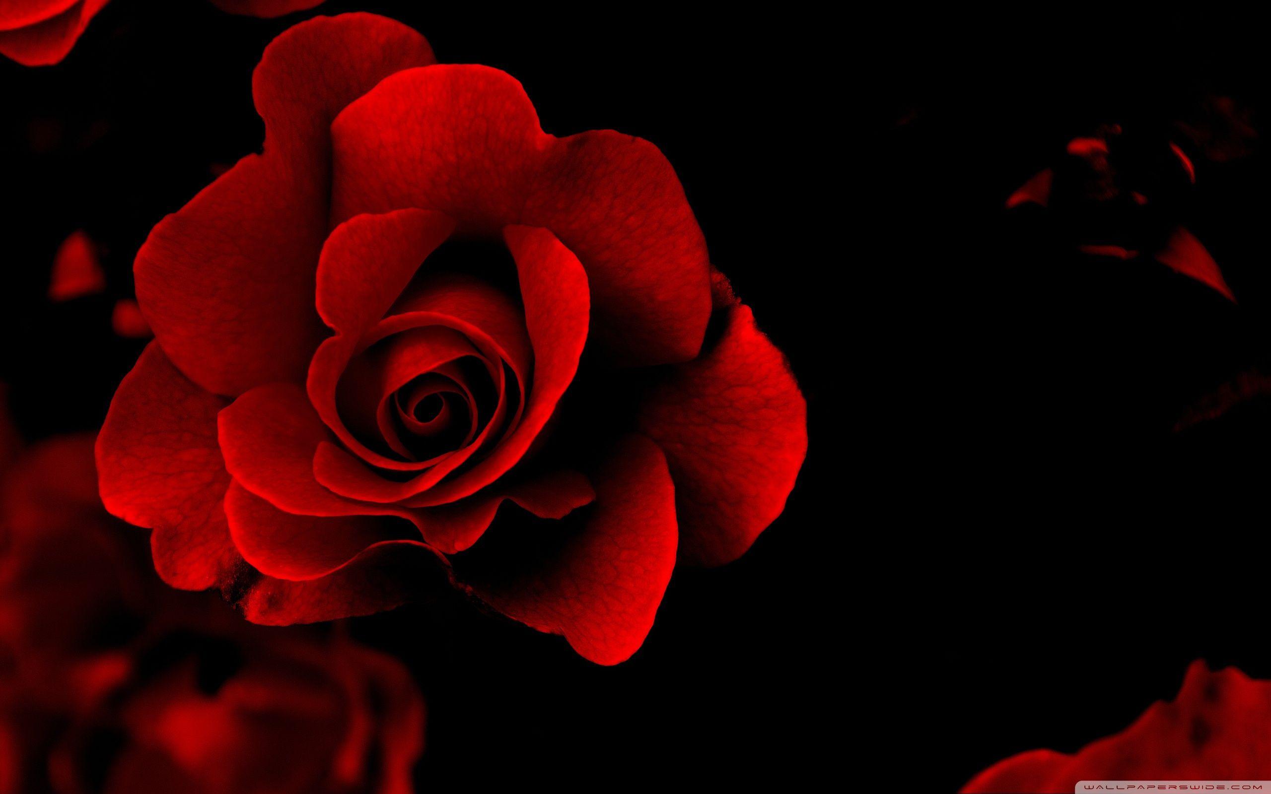 Red Flower Wallpapers Love Wallpaper Cave