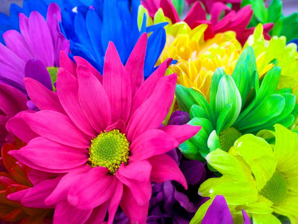 Colourful Flower Wallpapers Wallpaper Cave