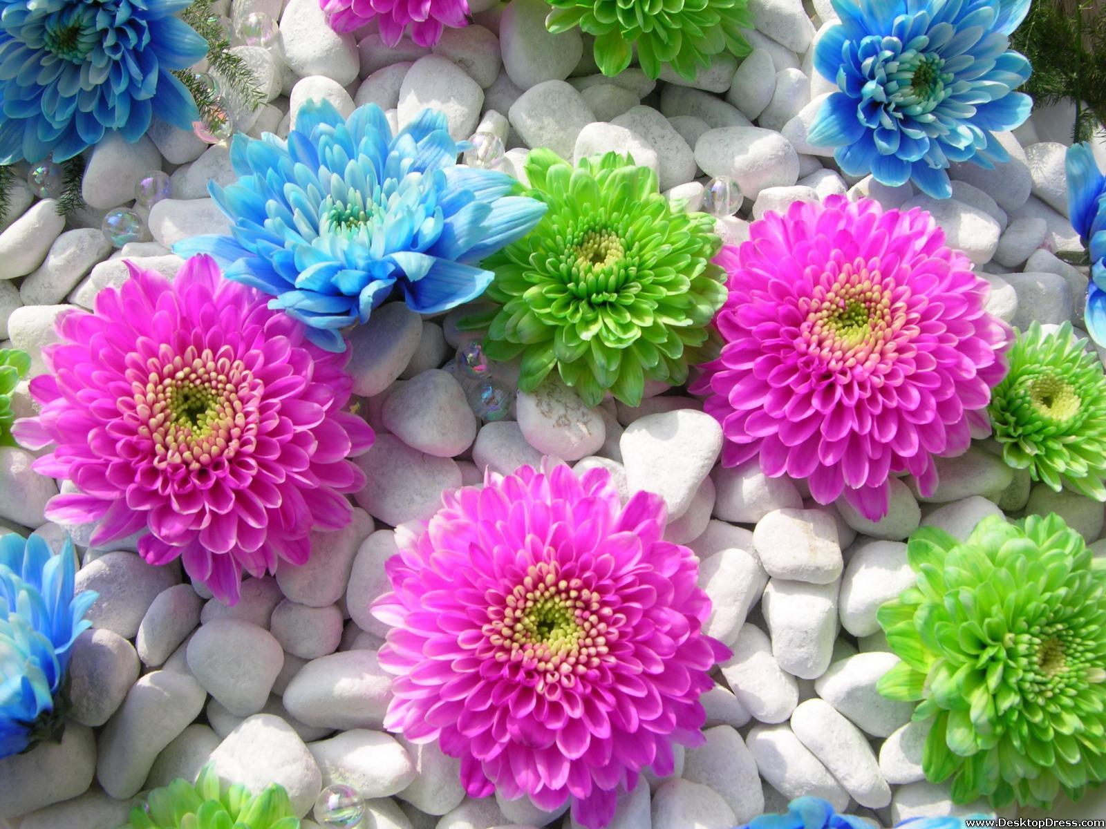 Colourful Flower Wallpapers Wallpaper Cave