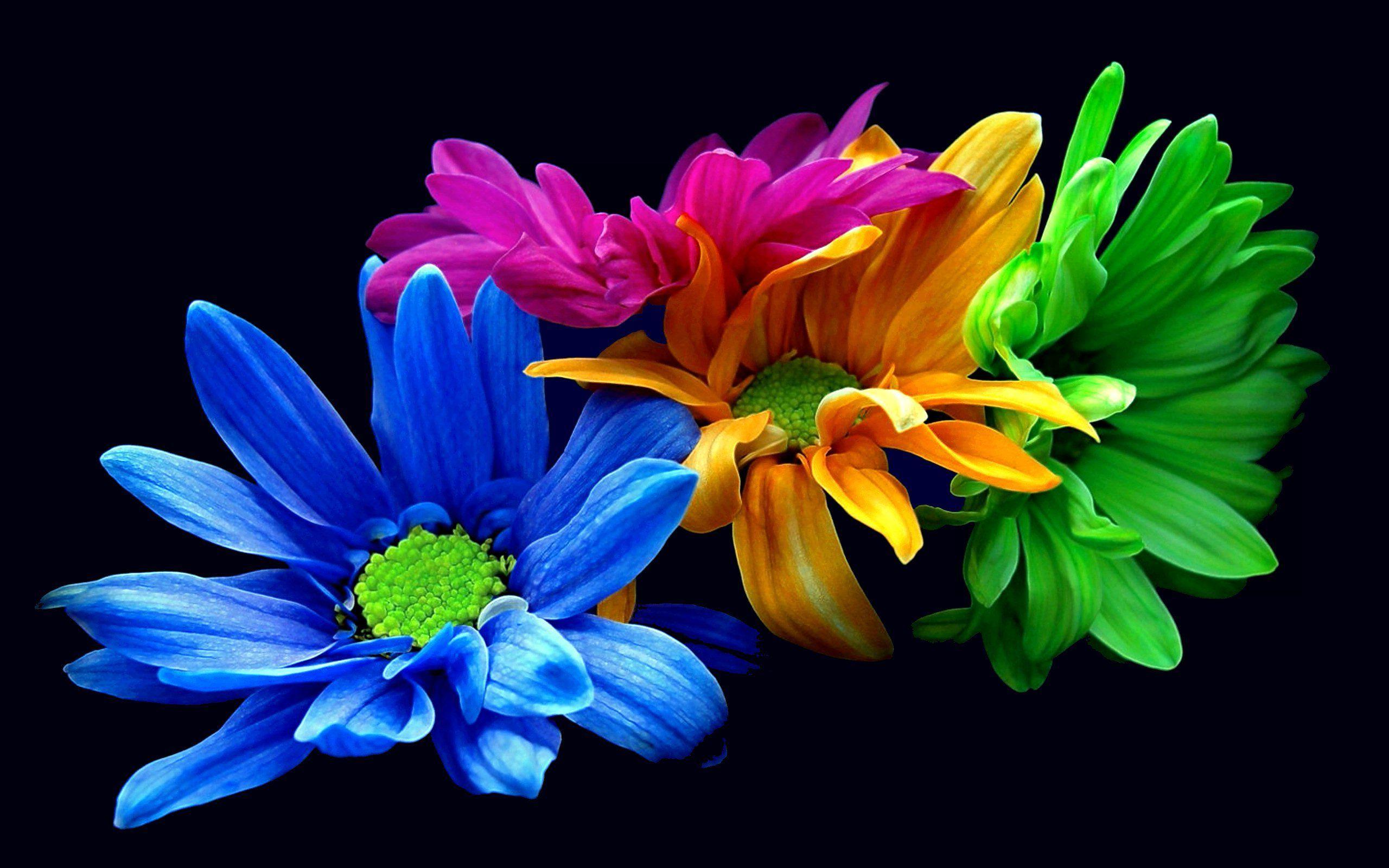 Colourful Flower Wallpapers Wallpaper Cave