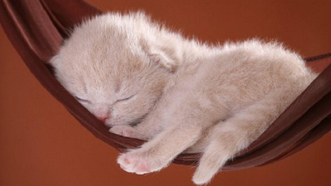 Cute Baby Cats Wallpapers Wallpaper Cave