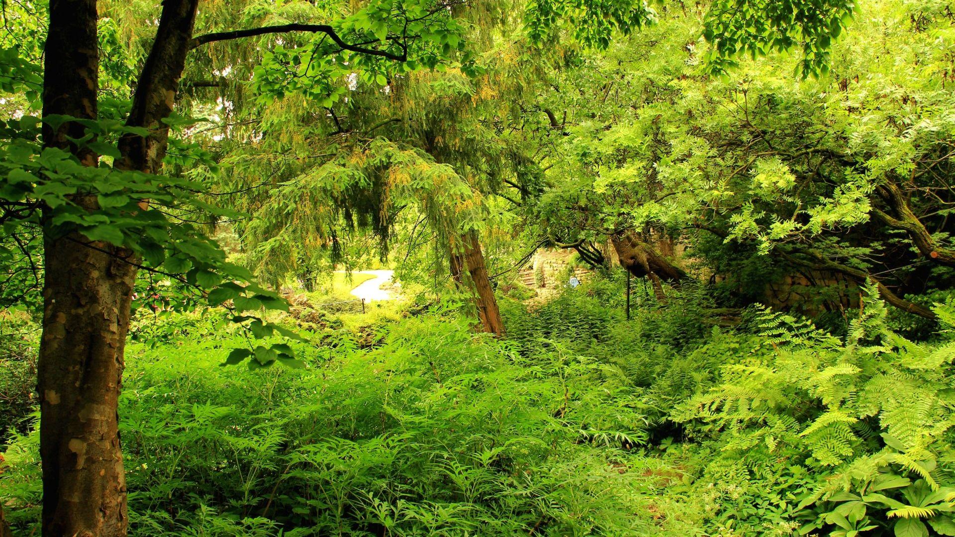 Wallpapers HD 1080p Nature Green Wallpaper Cave