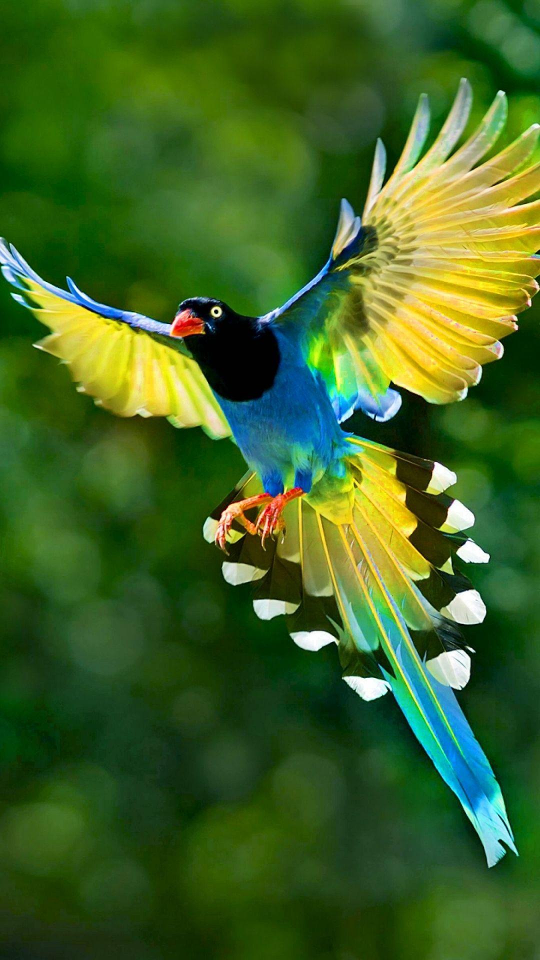 Wallpaper Depository Iphone Birds Wallpaper Hd