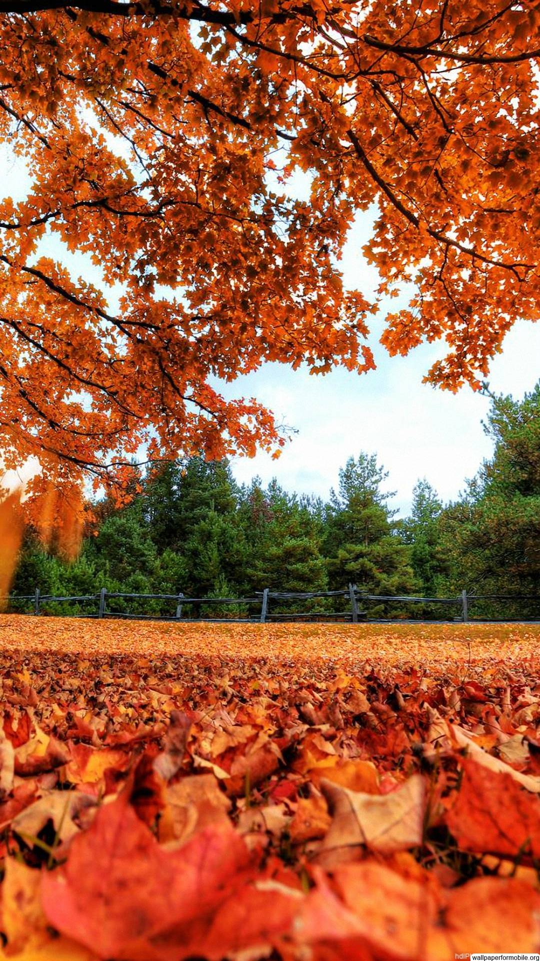 Beautiful Nature Wallpapers For Mobile Wallpaper Cave