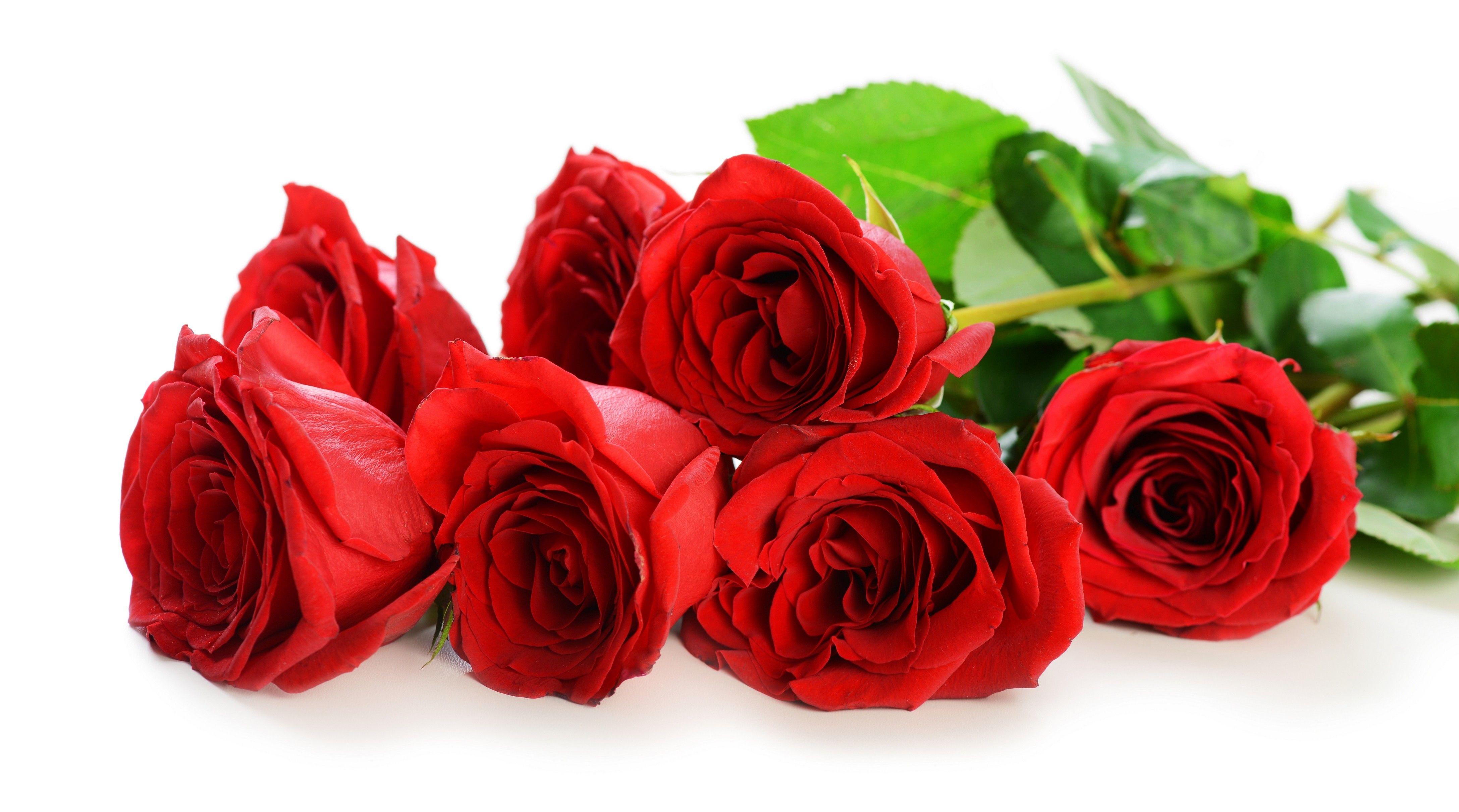 Love Rose Flower Wallpapers Wallpaper Cave