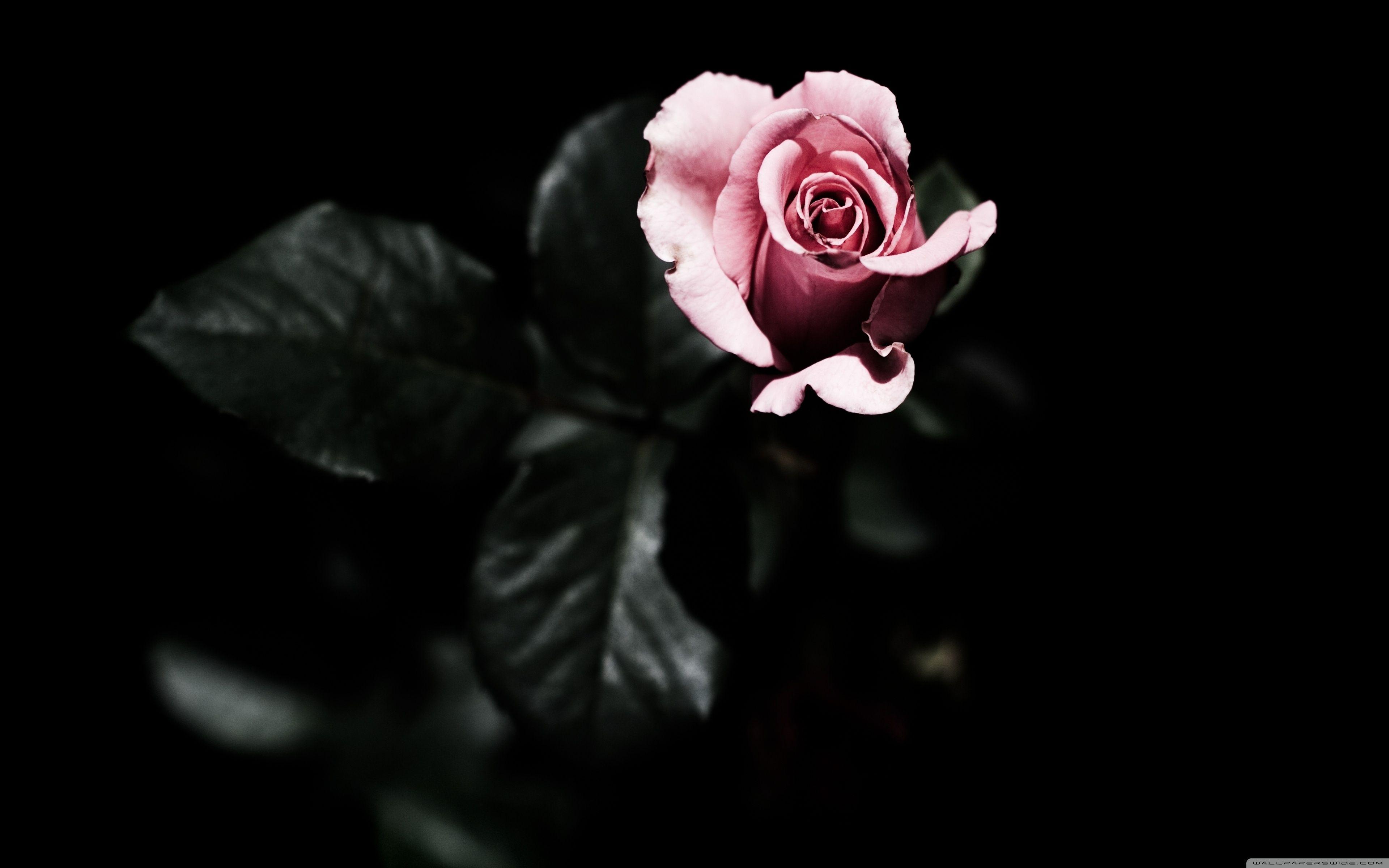Single Pink Rose Wallpapers Wallpaper Cave