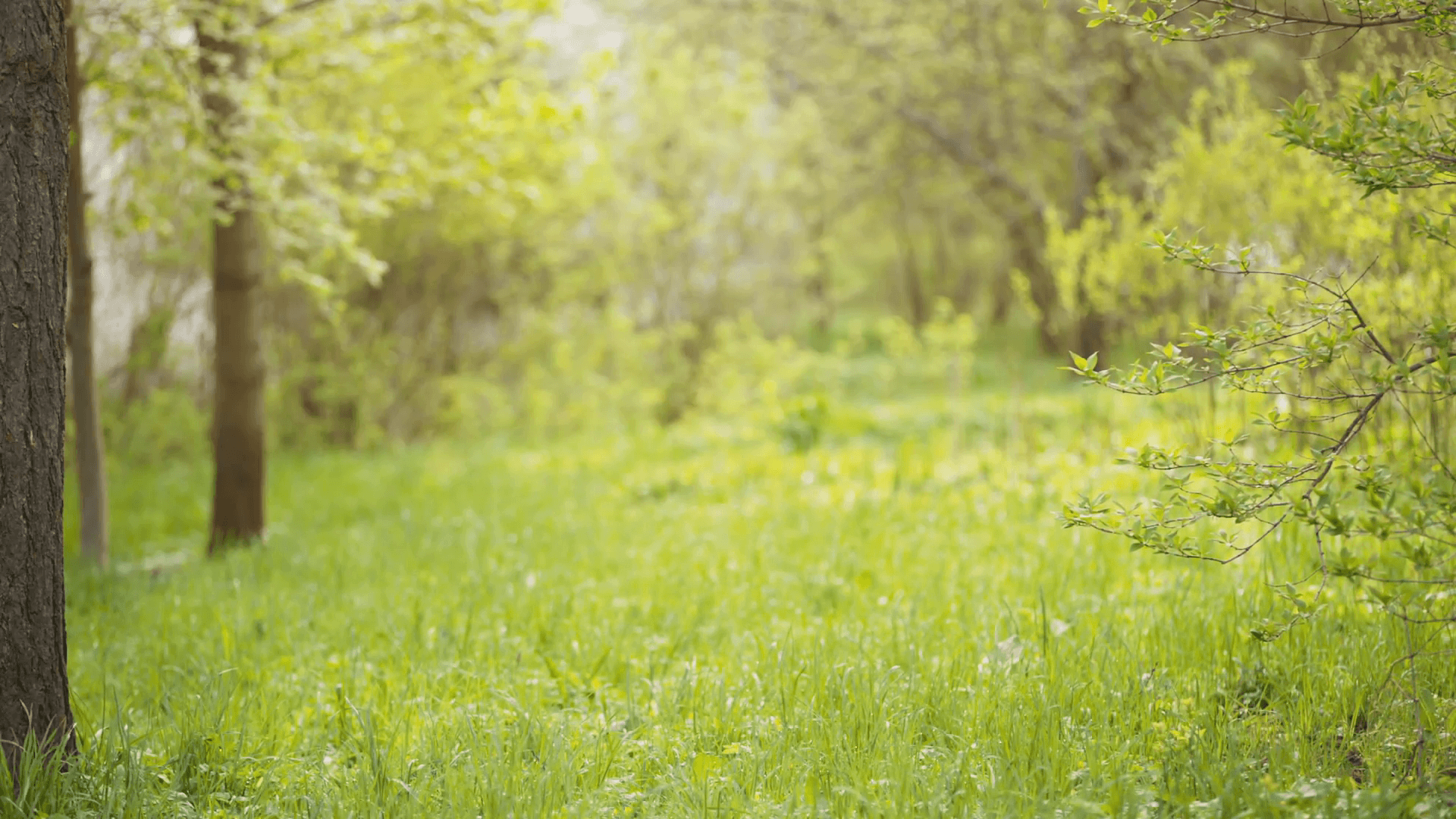 Backgrounds Garden Wallpaper Cave