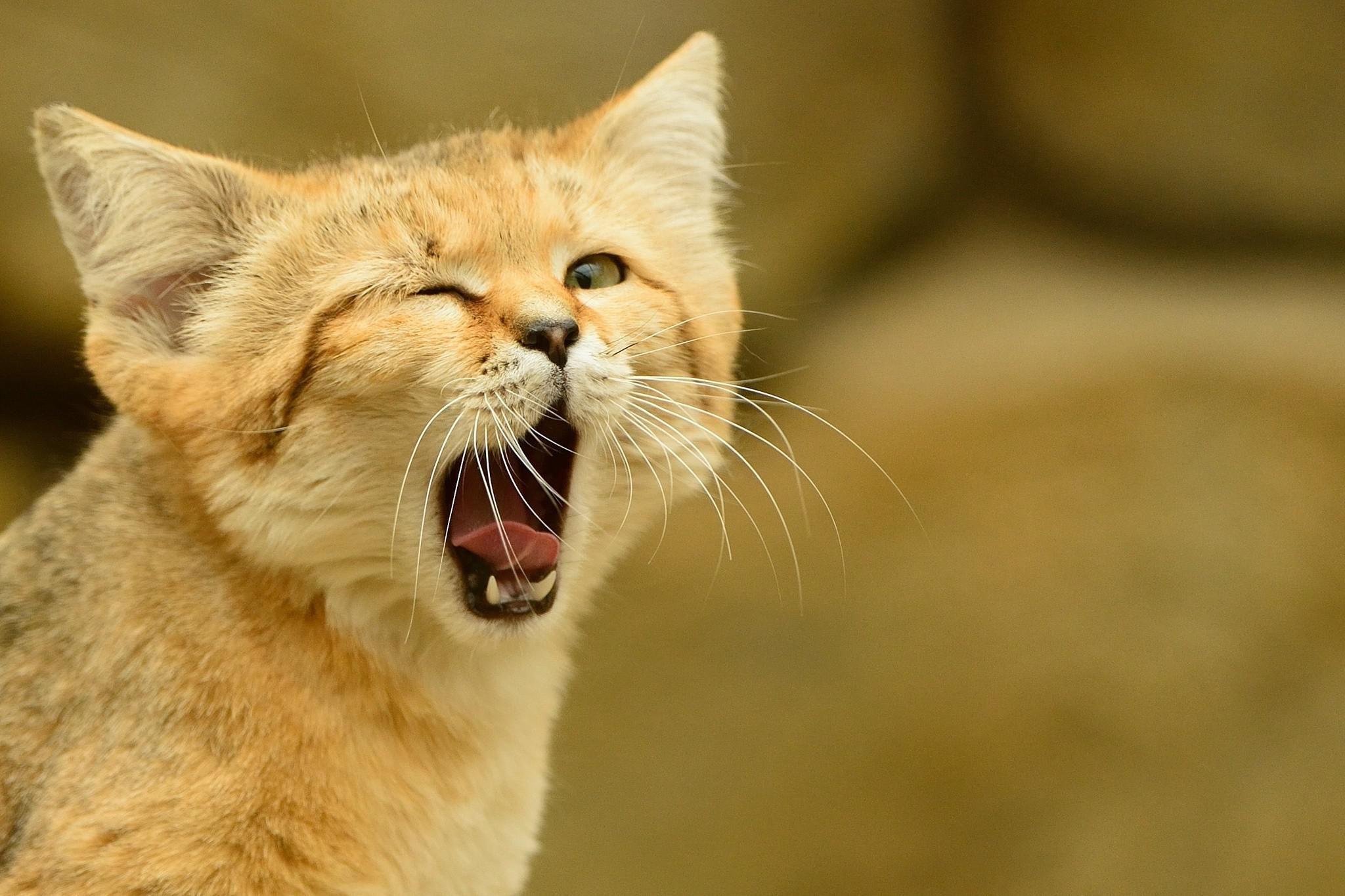 Sand Cat Wallpapers Wallpaper Cave