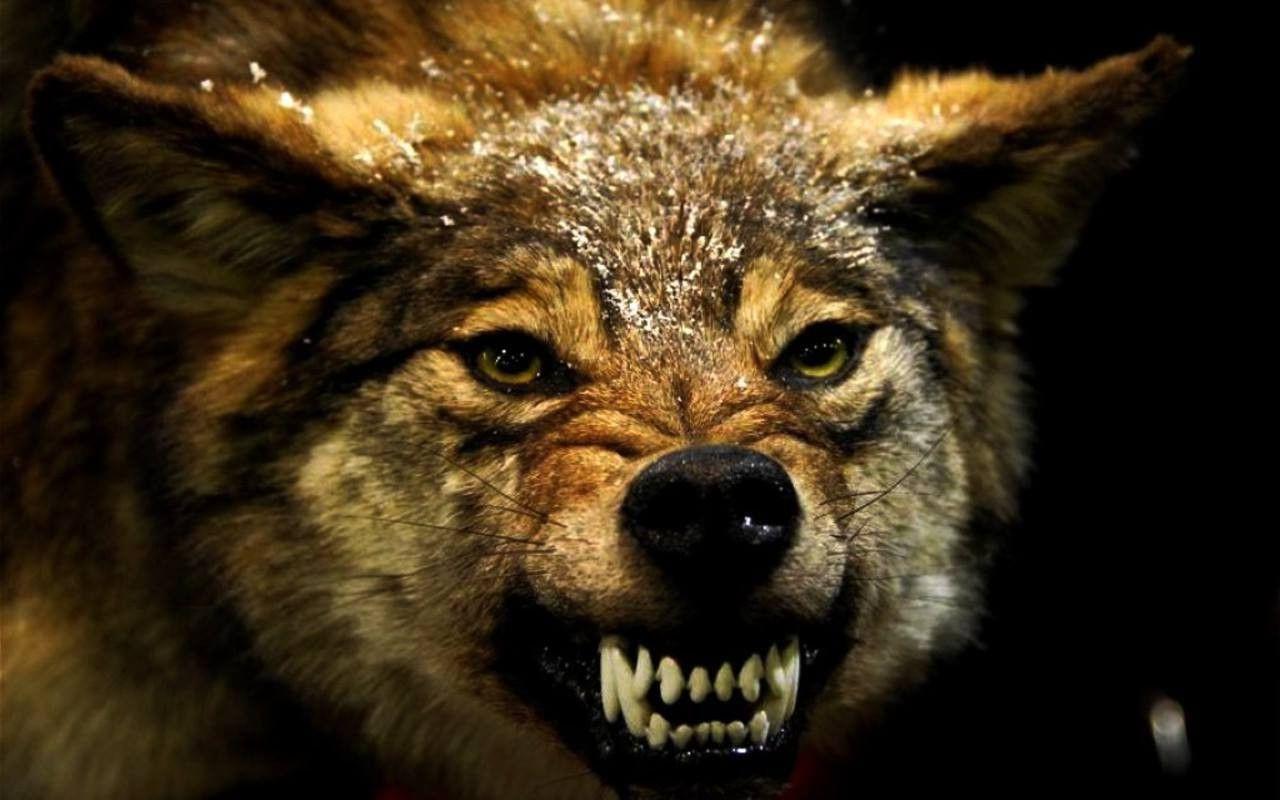 Angry Wolf Wallpapers HD Wallpaper Cave