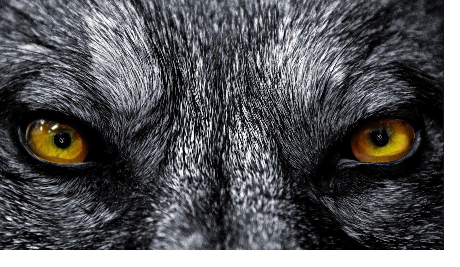 Wolf Eyes Wallpapers Wallpaper Cave