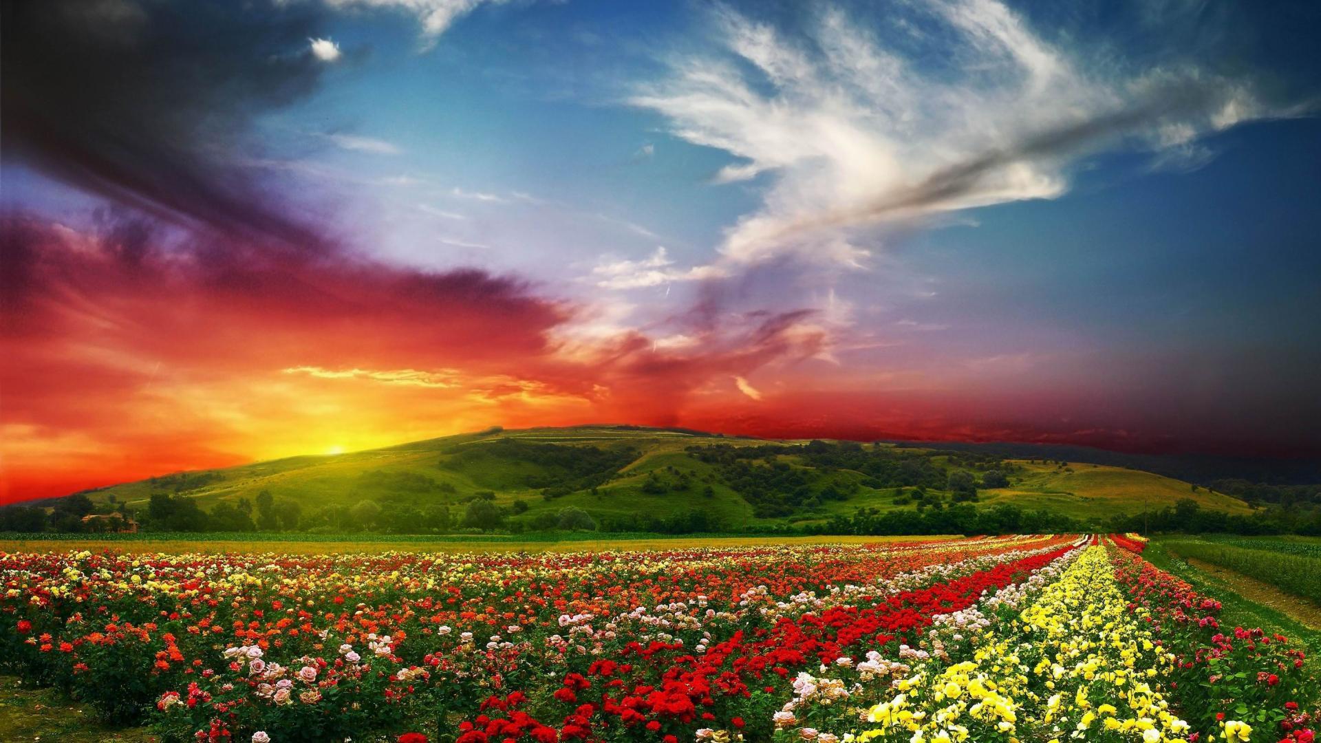 HD Wallpapers Flower Garden Wallpaper Cave