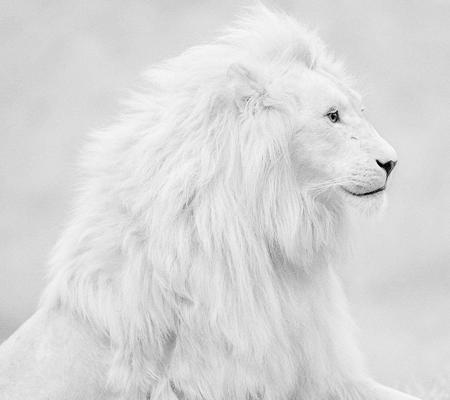 White Lion Desktop Wallpaper
