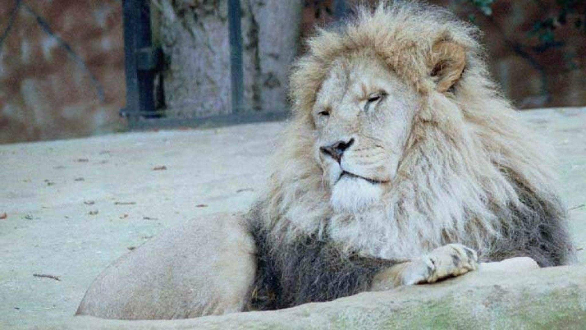 White Lion Wallpapers HD Wallpaper Cave