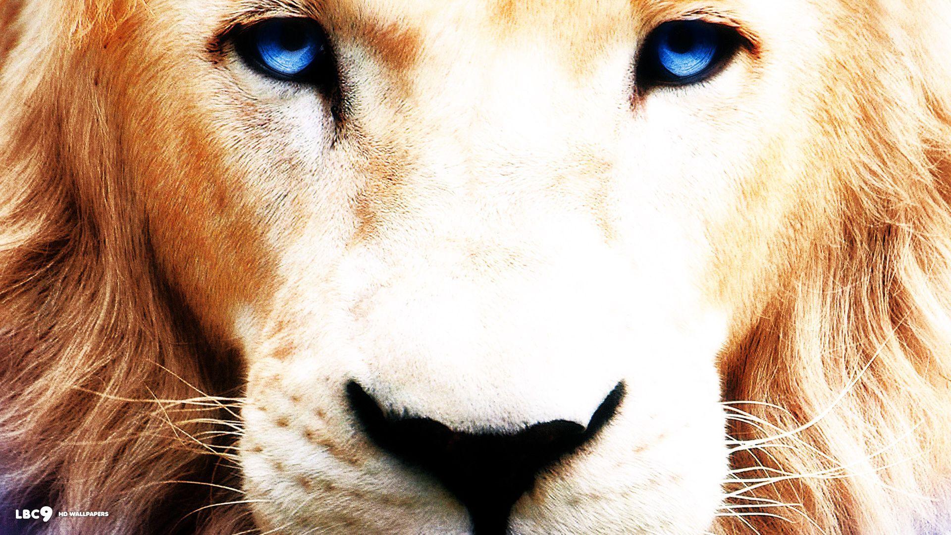 White Lion Desktop Wallpaper