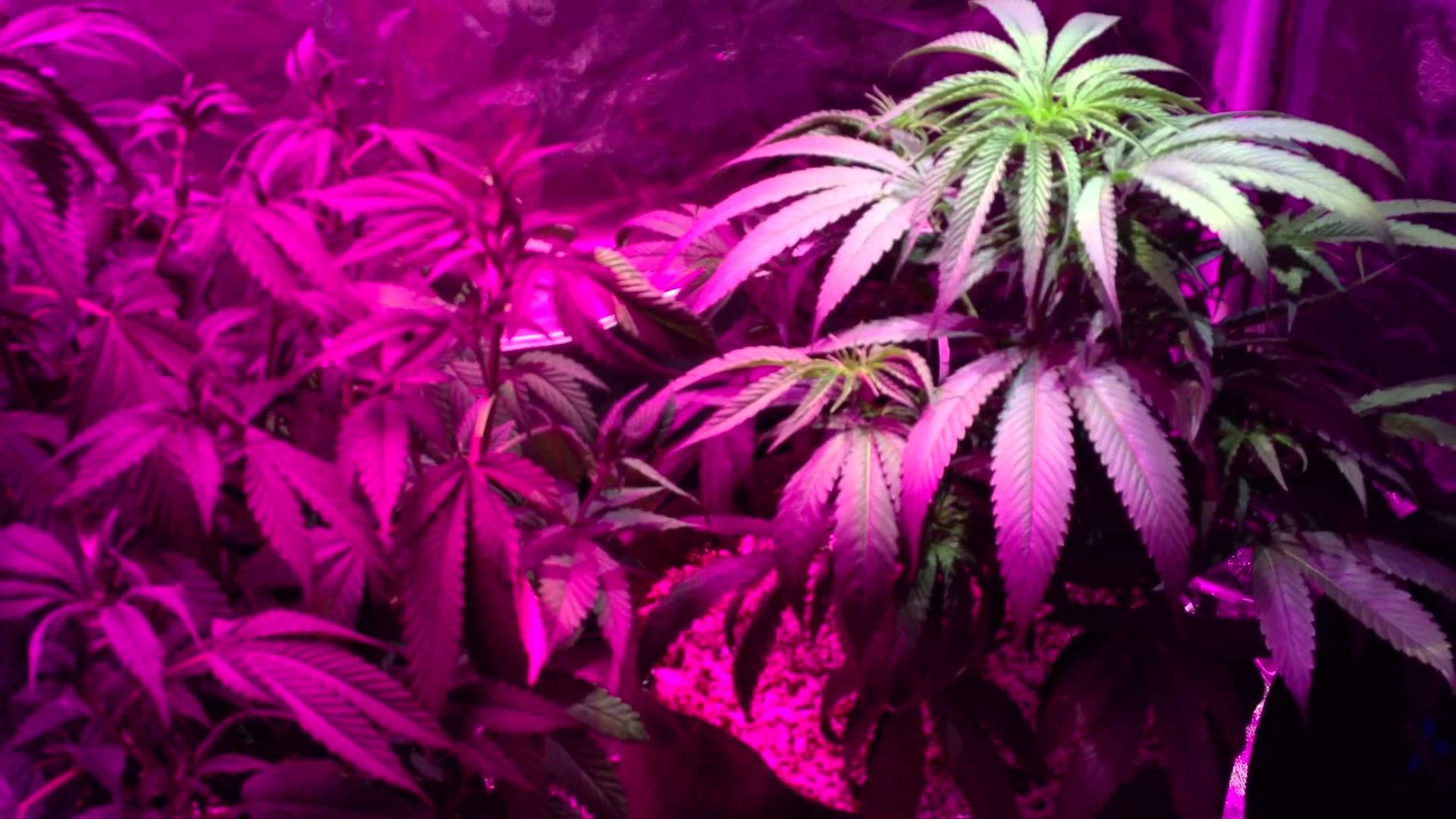 Kush Wallpapers HD Wallpaper Cave