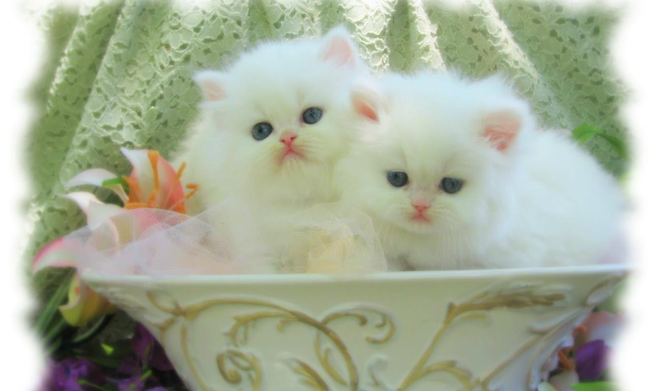 Cute White Cat Wallpapers For Desktop Wallpaper Cave