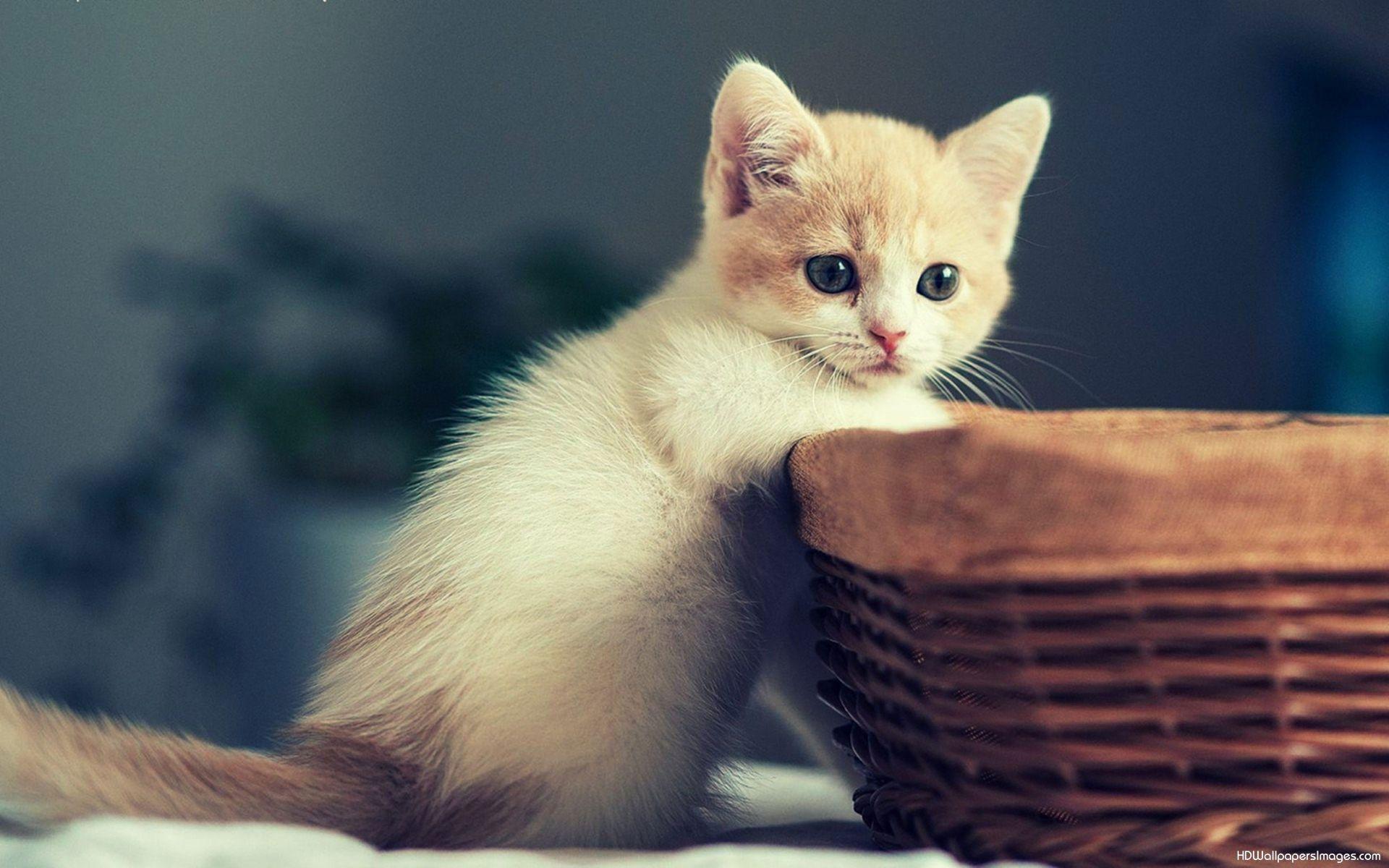 Cute White Cat Wallpapers For Desktop Wallpaper Cave