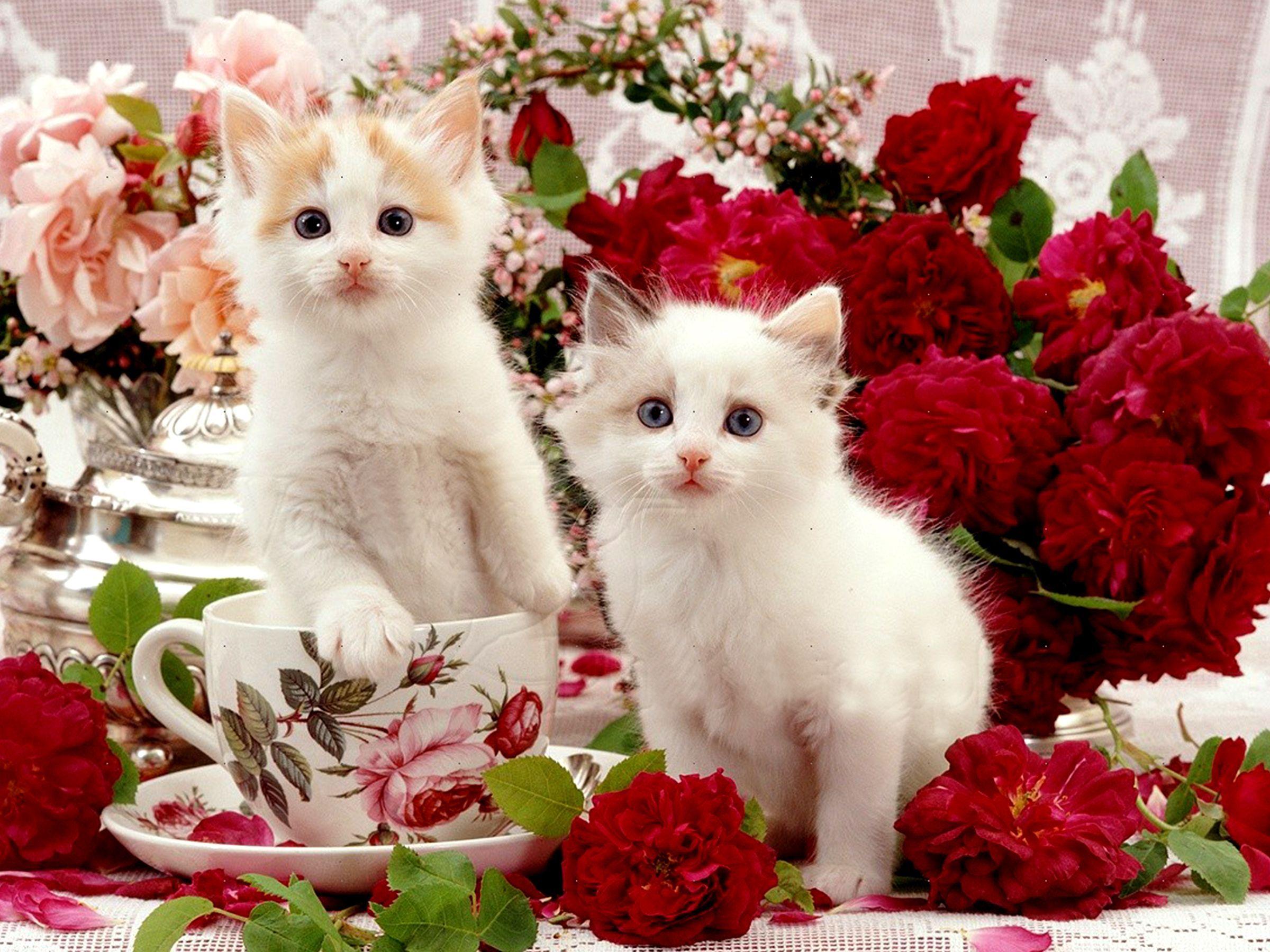 Cute White Cat Wallpapers For Desktop Wallpaper Cave