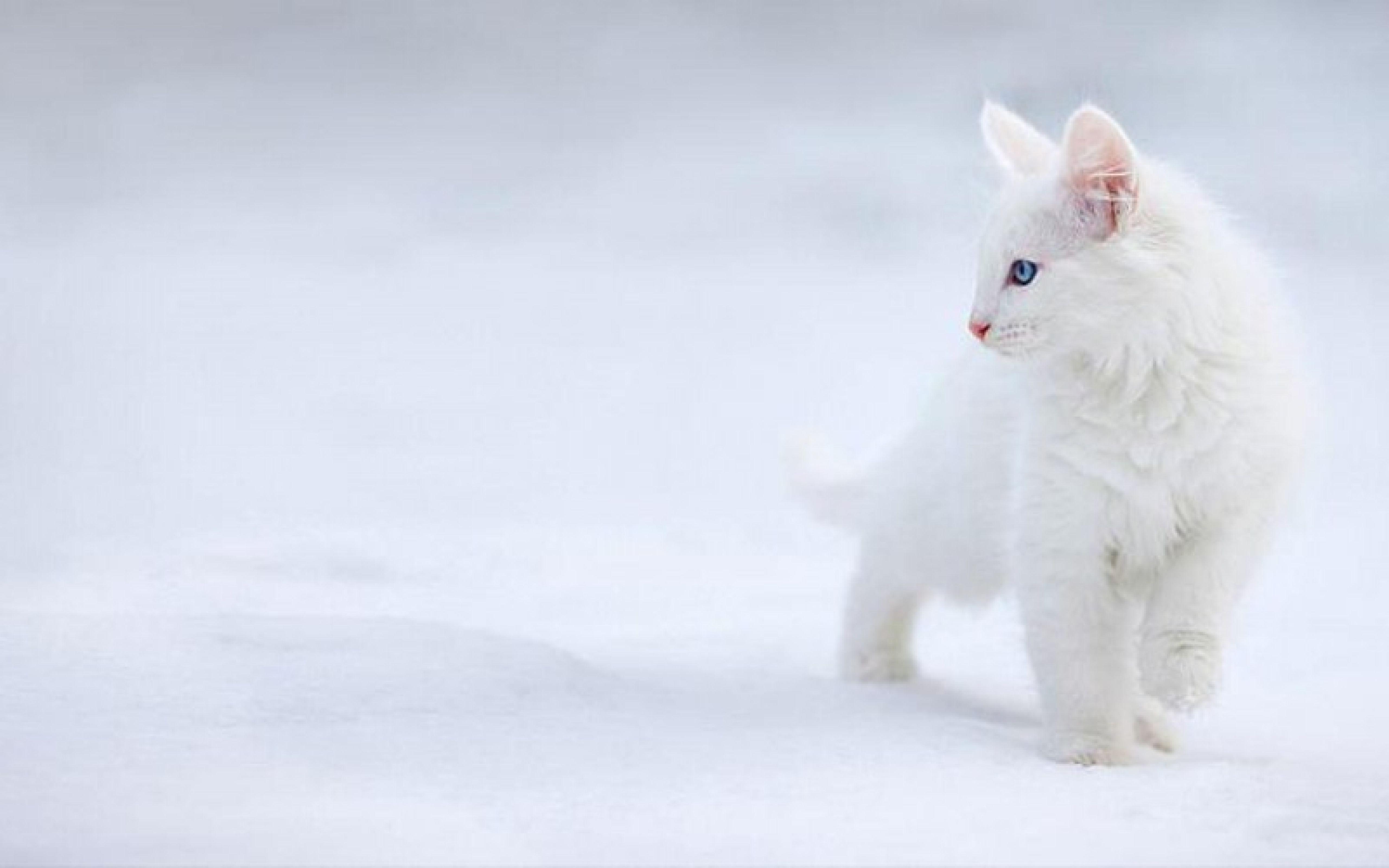 Cute White Cat Wallpapers For Desktop Wallpaper Cave