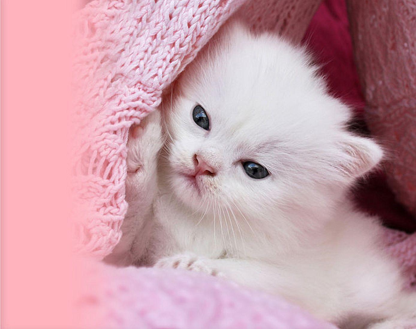 Cute White Cat Wallpapers For Desktop Wallpaper Cave