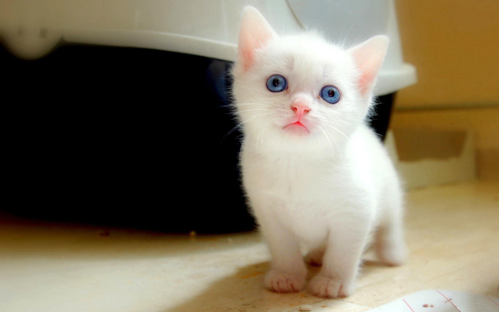 Cute White Cat Wallpapers For Desktop Wallpaper Cave