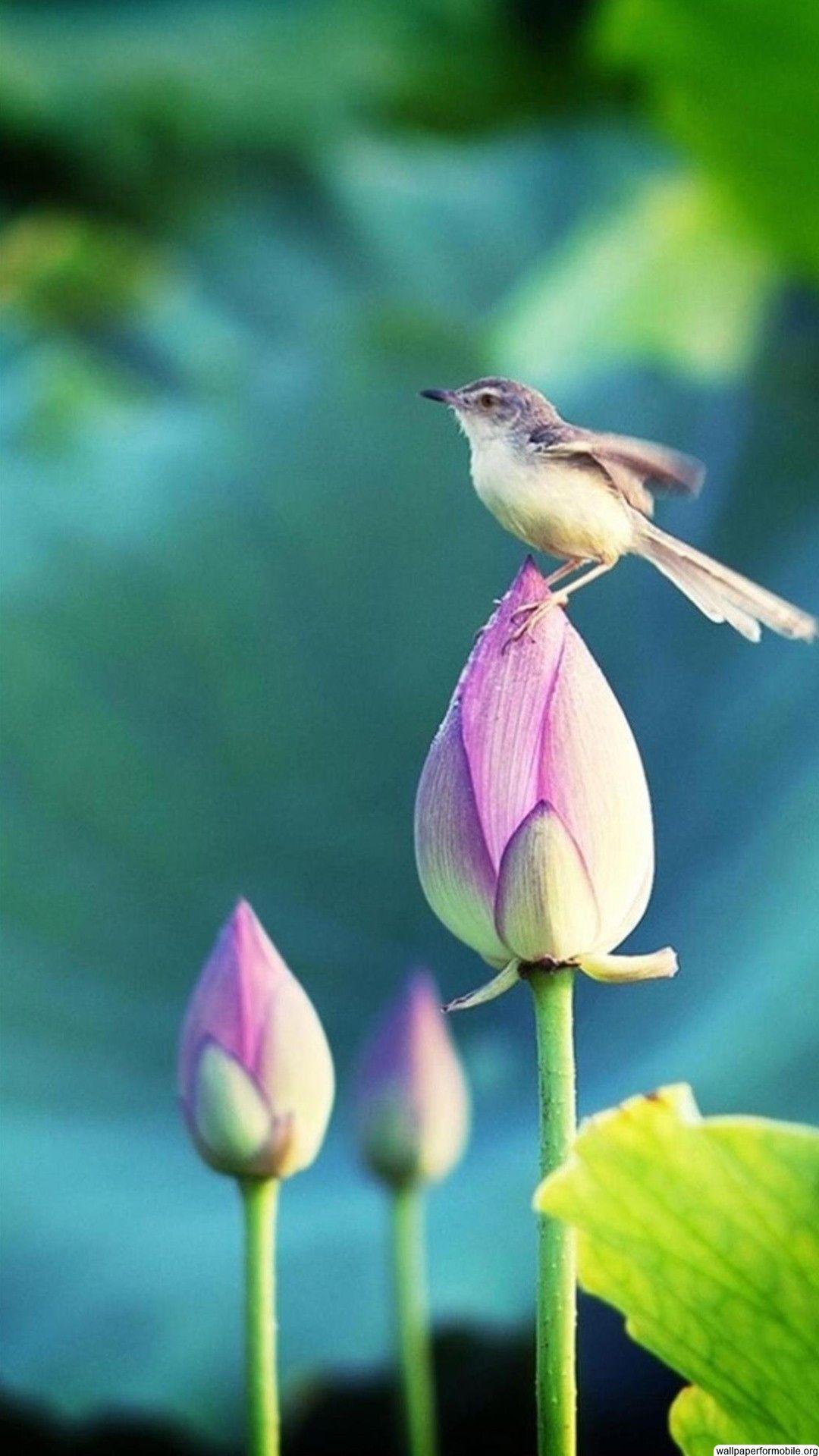 94 Gambar Wallpaper Hd Quality For Mobile Paling Keren Wallpaper