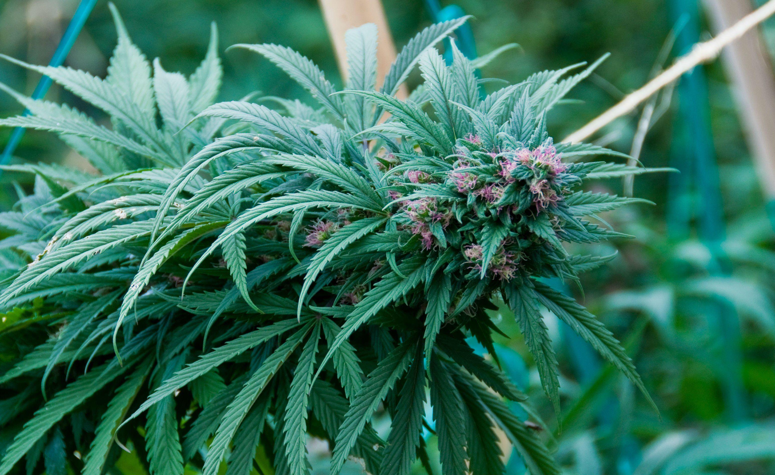 HD Weed Wallpapers Wallpaper Cave