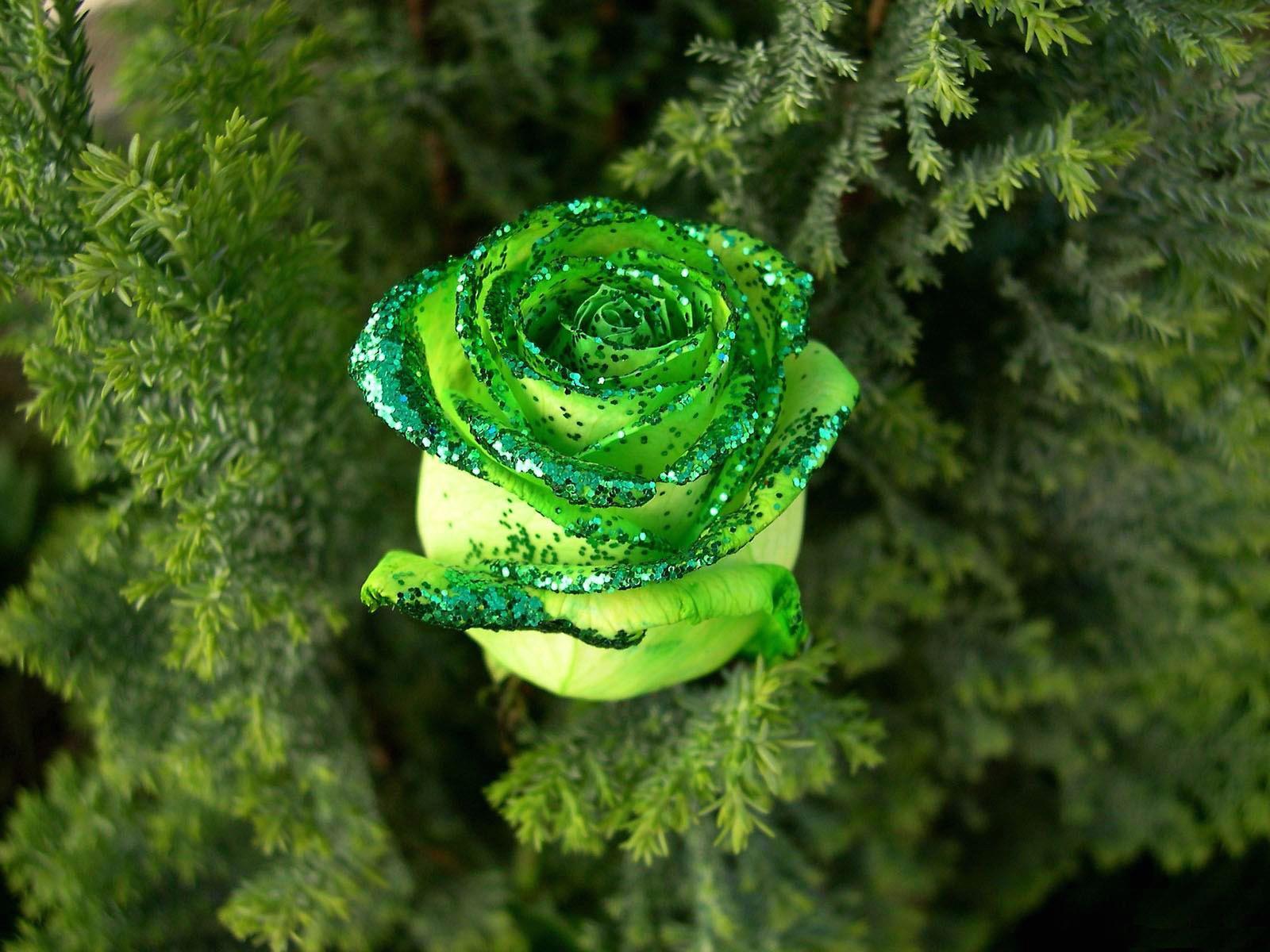 Beautiful Green Rose Wallpapers Wallpaper Cave