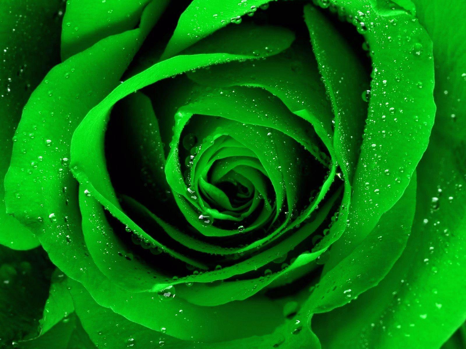 Beautiful Green Flower Wallpaper Hd Best Flower Site