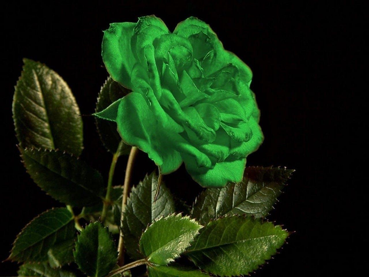 Beautiful Green Rose Wallpapers Wallpaper Cave