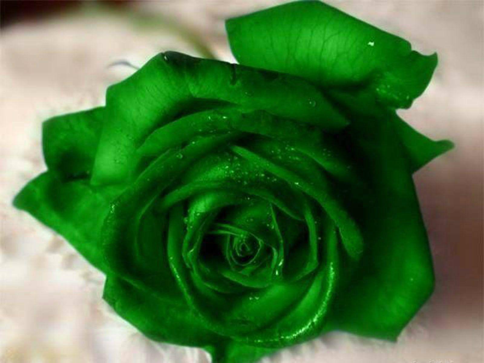 Beautiful Green Rose Wallpapers Wallpaper Cave