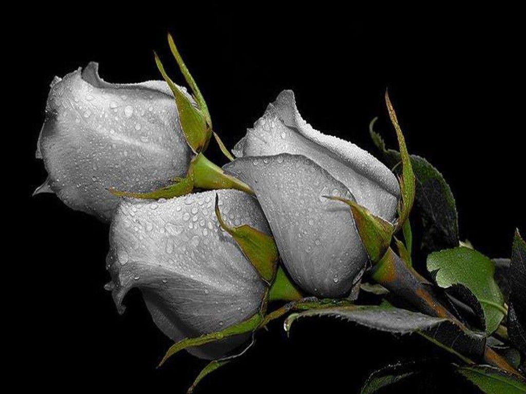 Beautiful Green Rose Wallpapers Wallpaper Cave