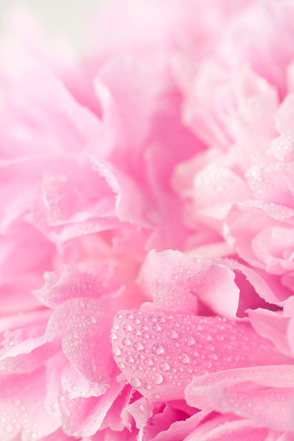 Wallpapers Pink Soft Wallpaper Cave