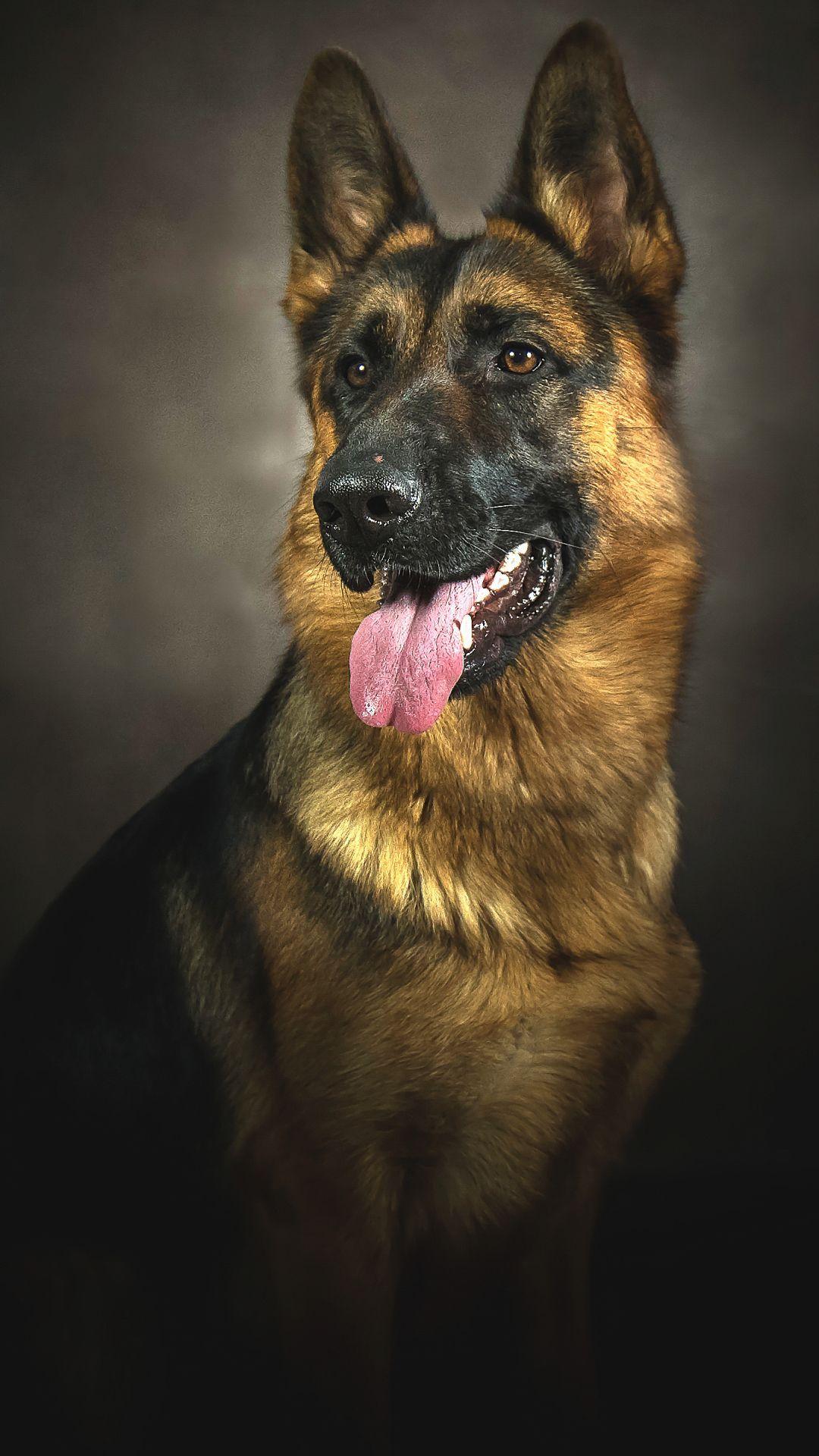 German Shepherd Police Dog Wallpapers Wallpaper Cave
