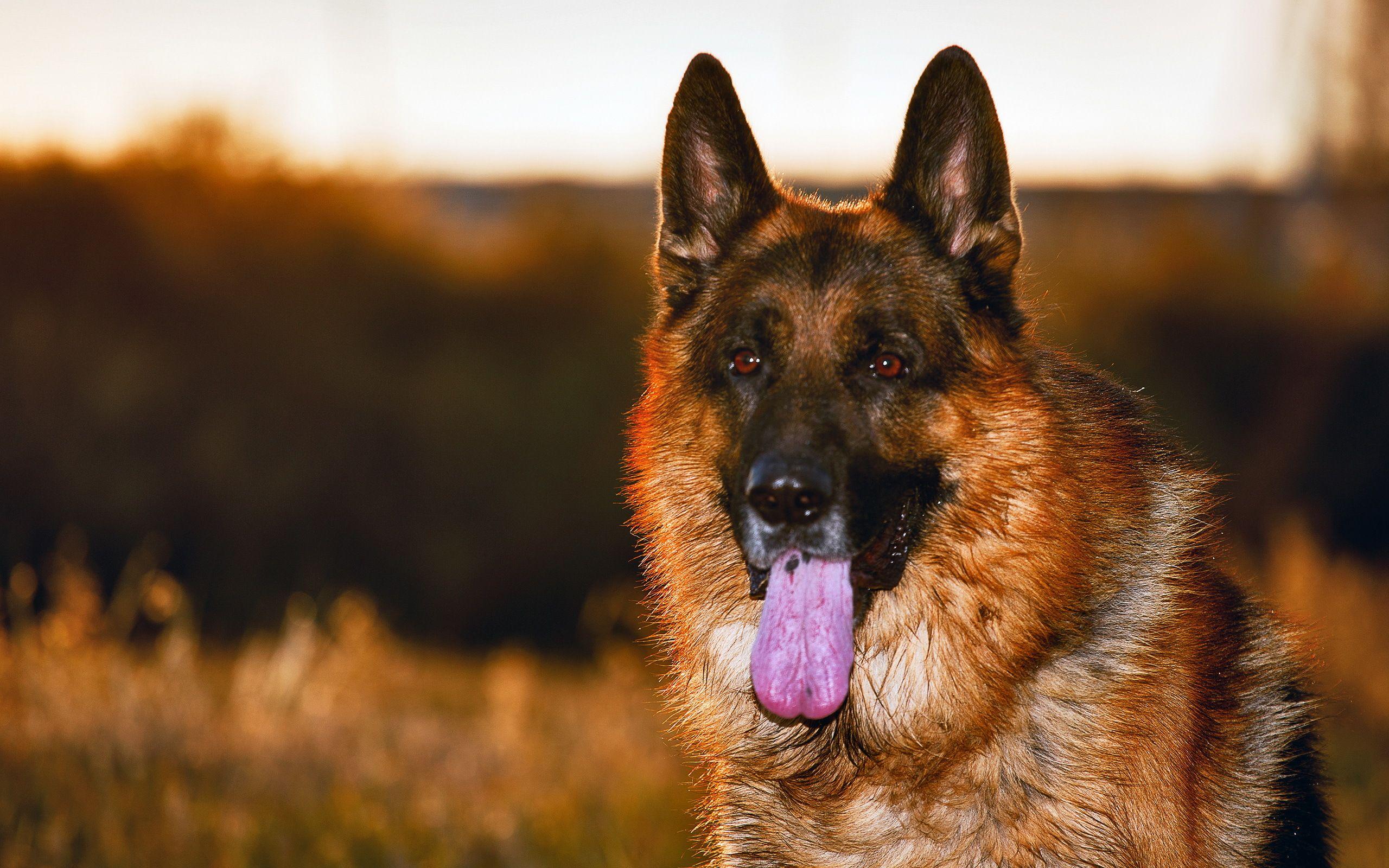 German Shepherd Police Dog Wallpapers Wallpaper Cave