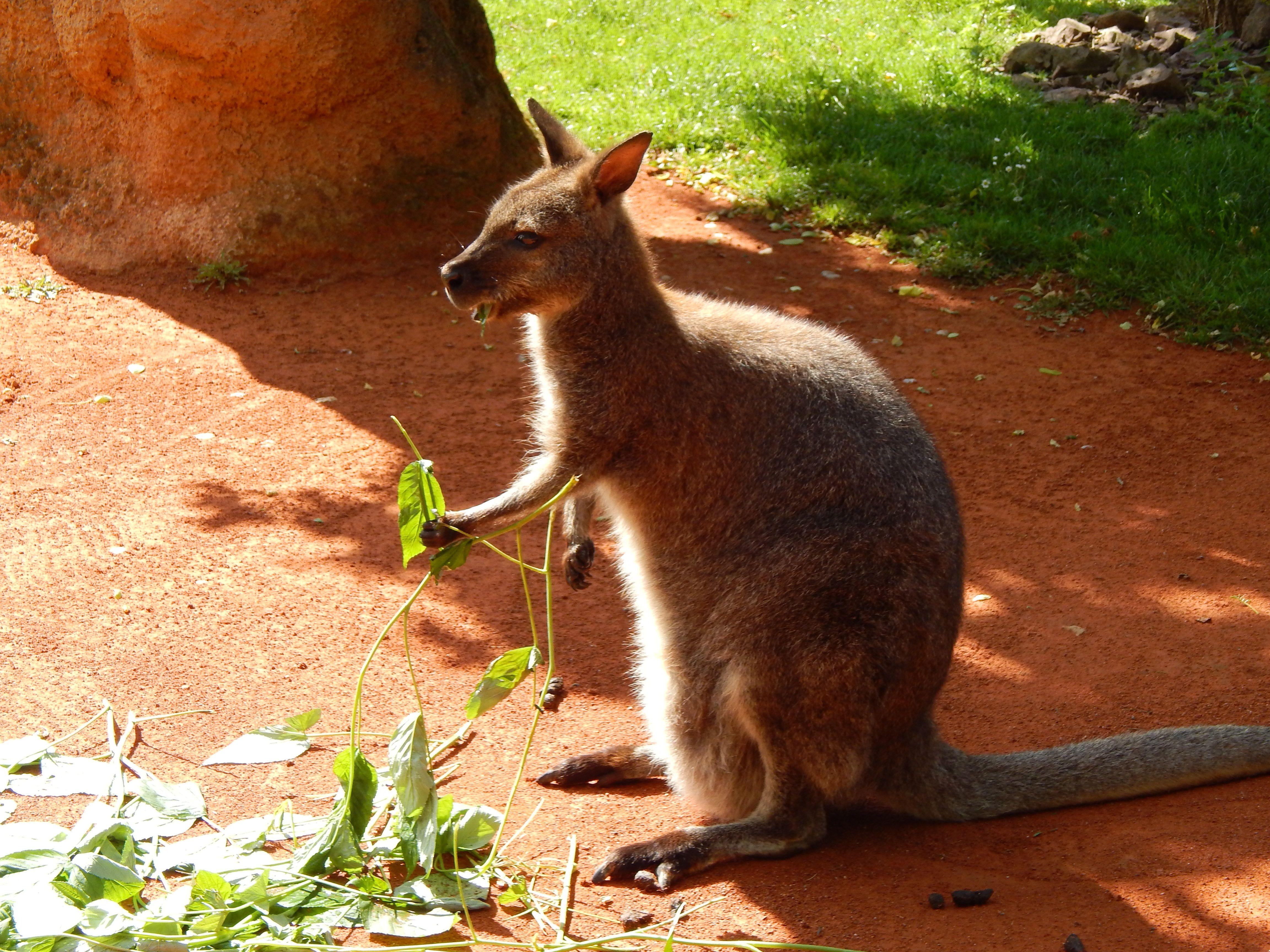 Wallaby Wallpapers Wallpaper Cave