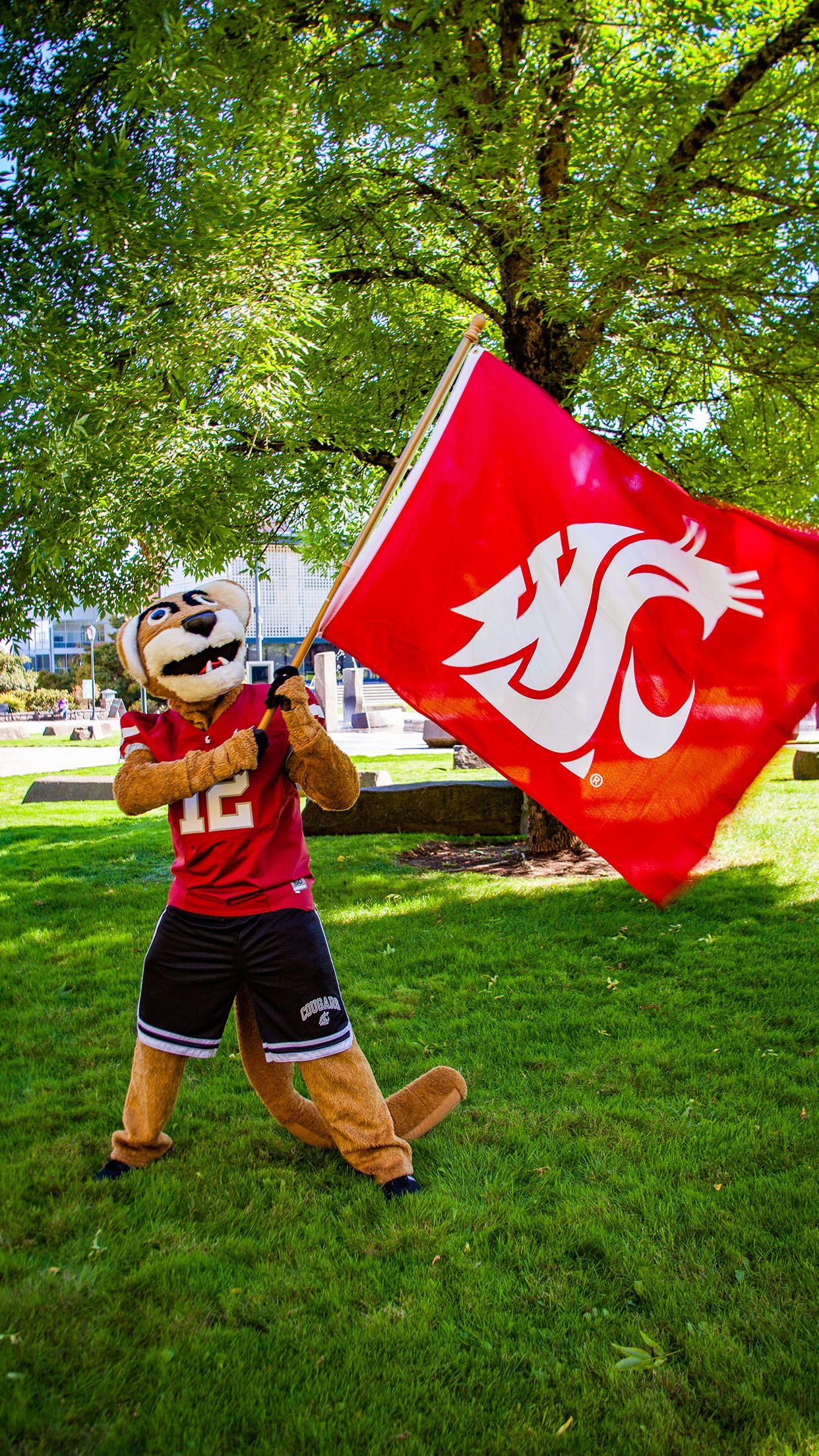 WSU Wallpapers Wallpaper Cave