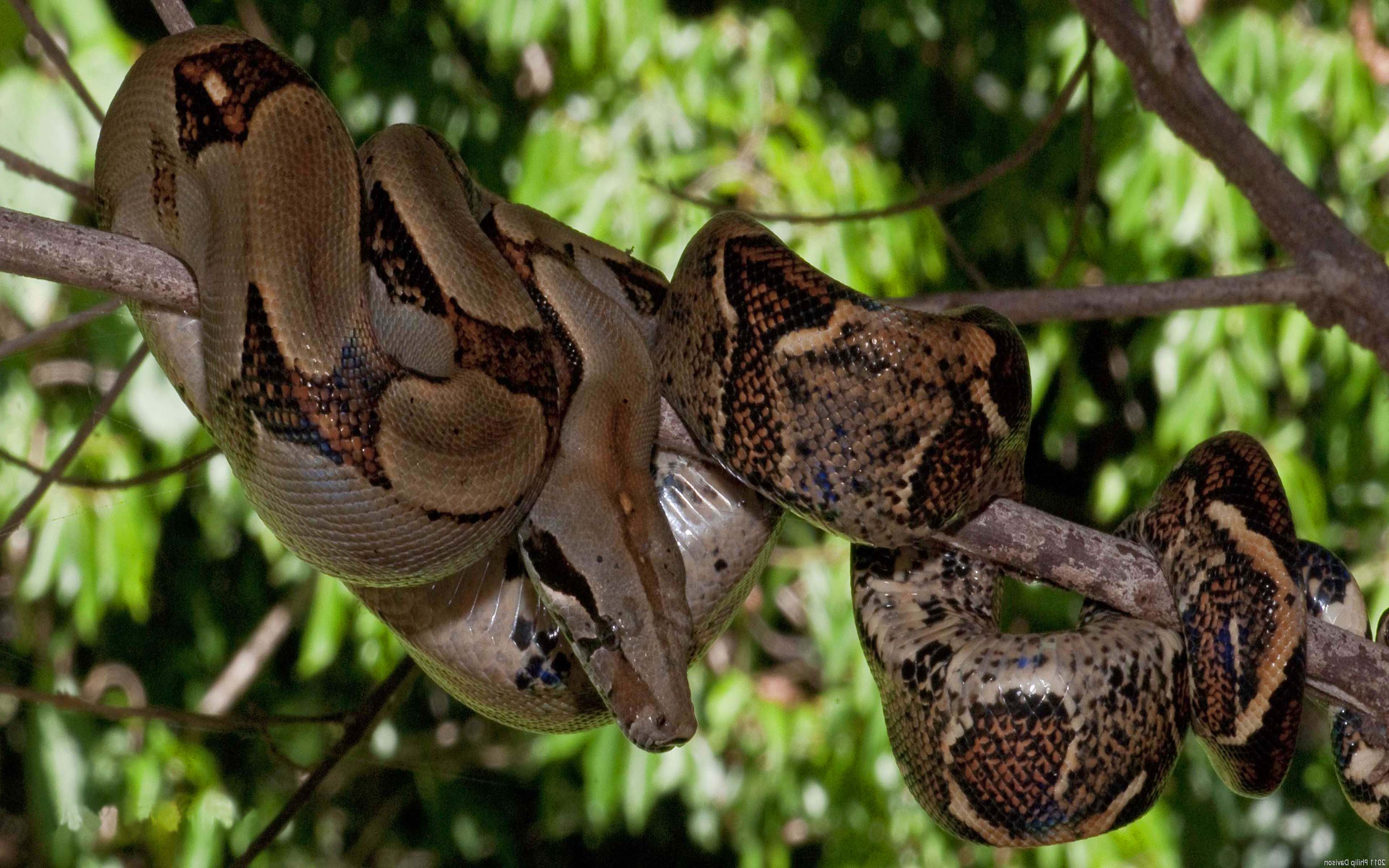 Red tailed boa constrictor pet facts Wasaqua