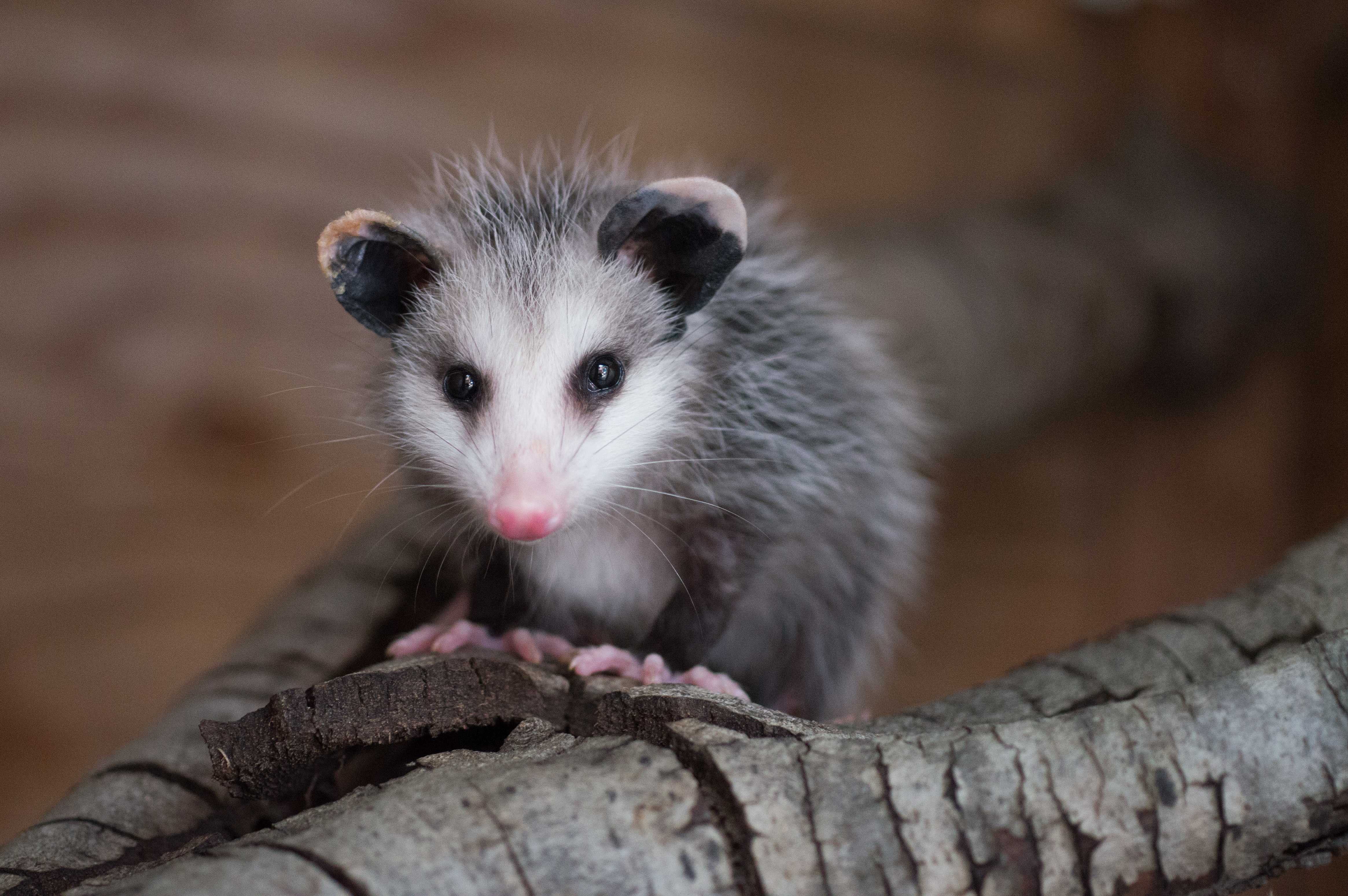 Opossum Wallpapers Wallpaper Cave